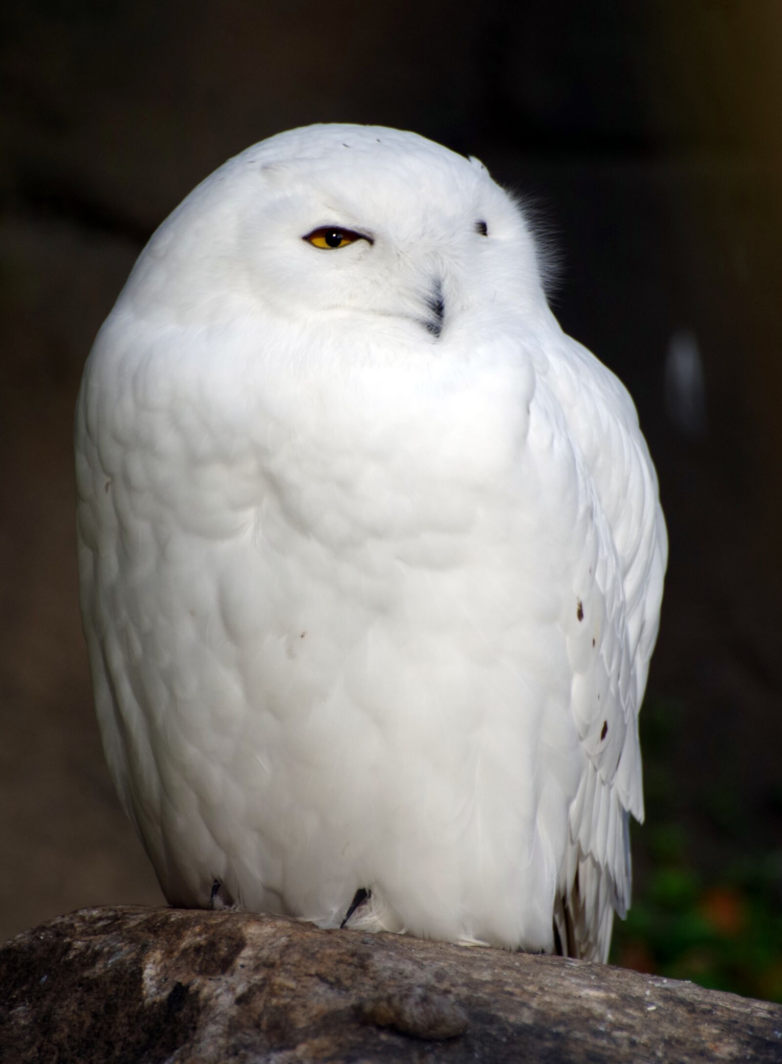 Pentax K-30 sample photo. Snowy owl, raptor, owl photography
