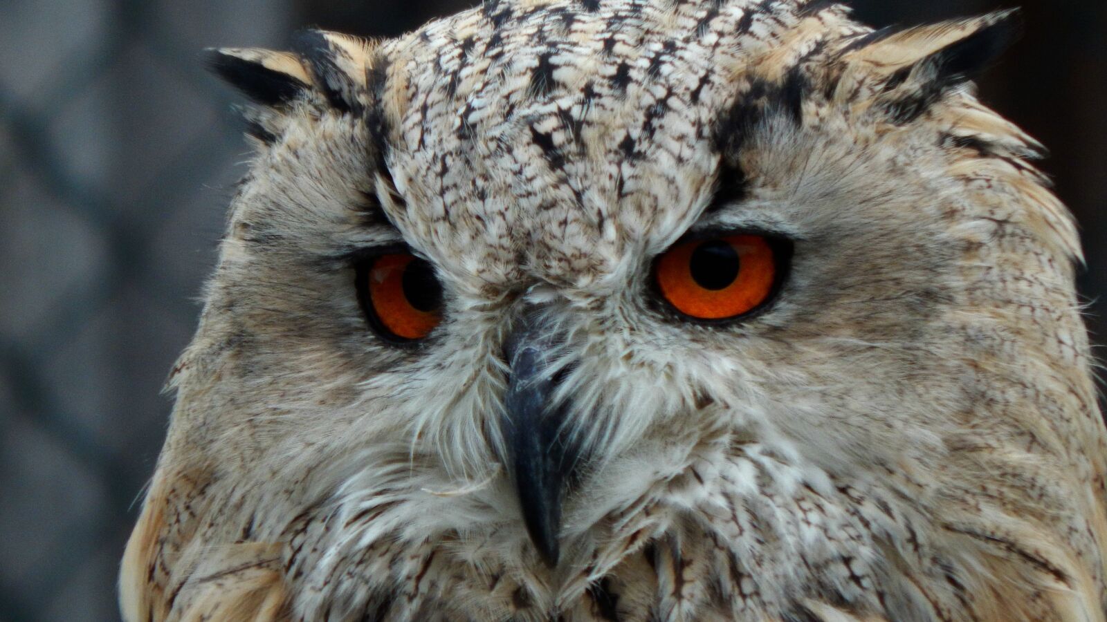 Nikon Coolpix L830 sample photo. Owl, animal, nature photography