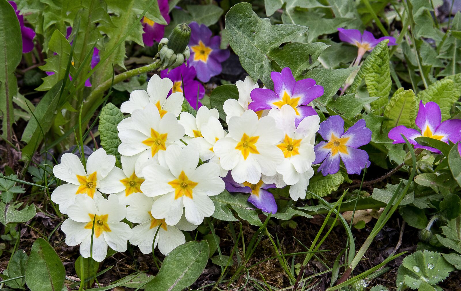 Canon EOS 80D sample photo. Primroses, plant, flower photography