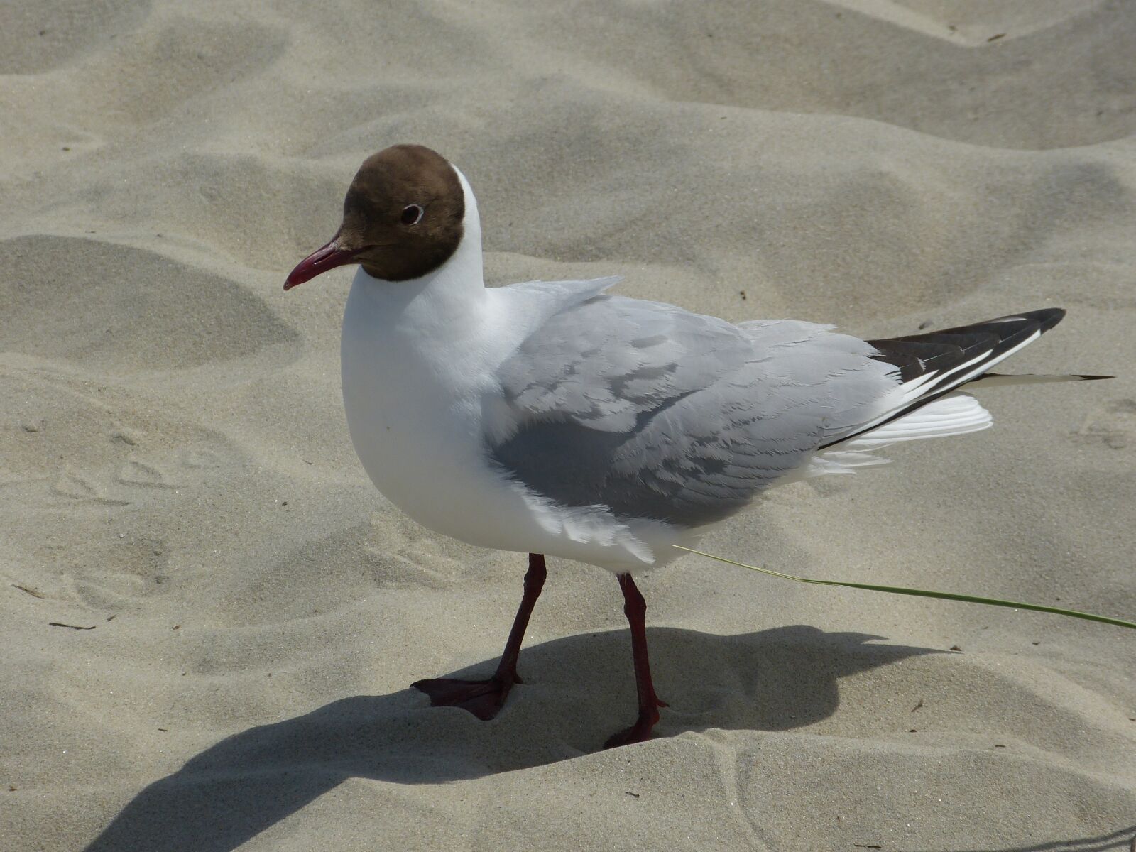Panasonic Lumix DMC-FZ150 sample photo. Seagull, sand, beach photography