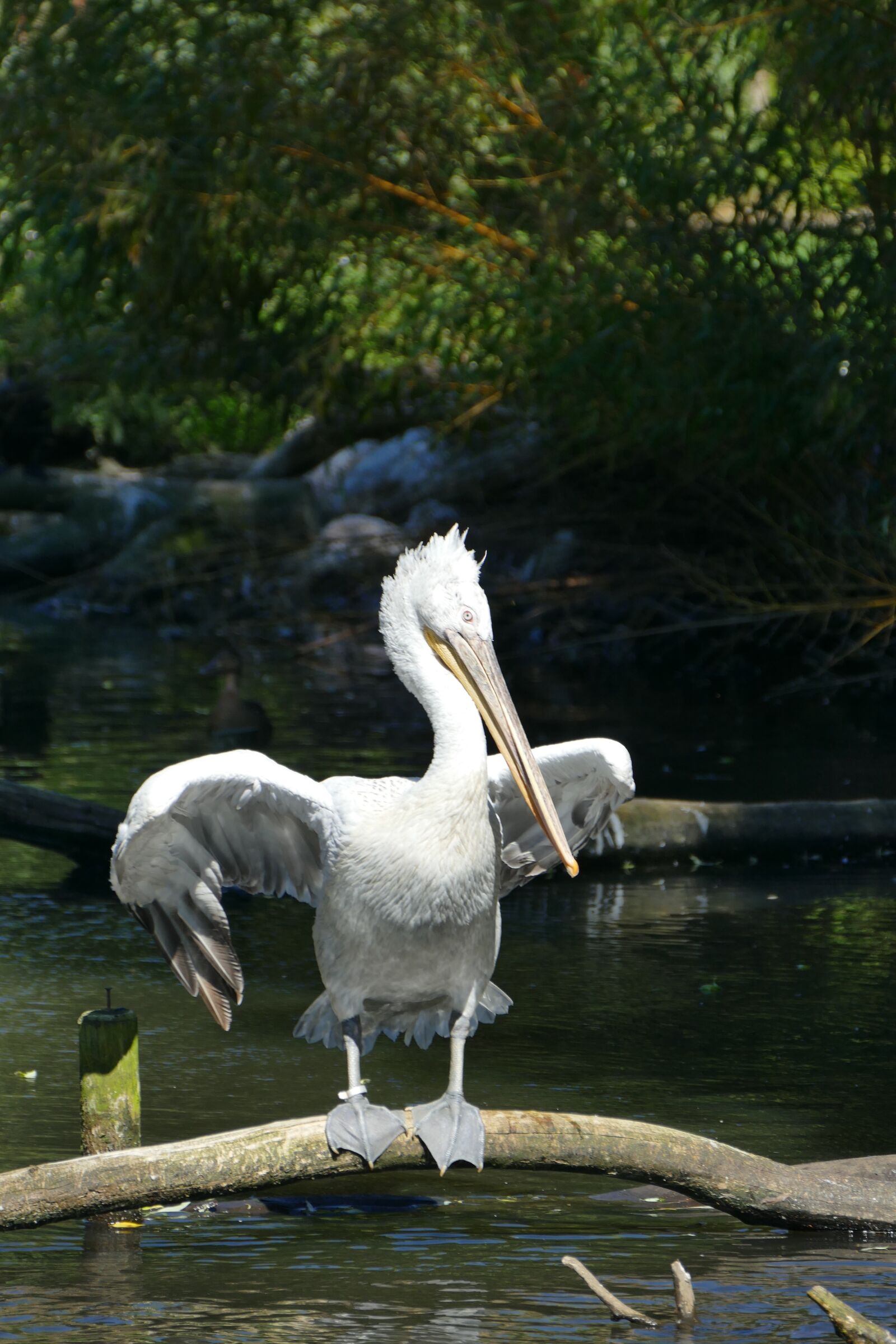 Panasonic Lumix DMC-FZ1000 sample photo. Pelikan, water, wing photography