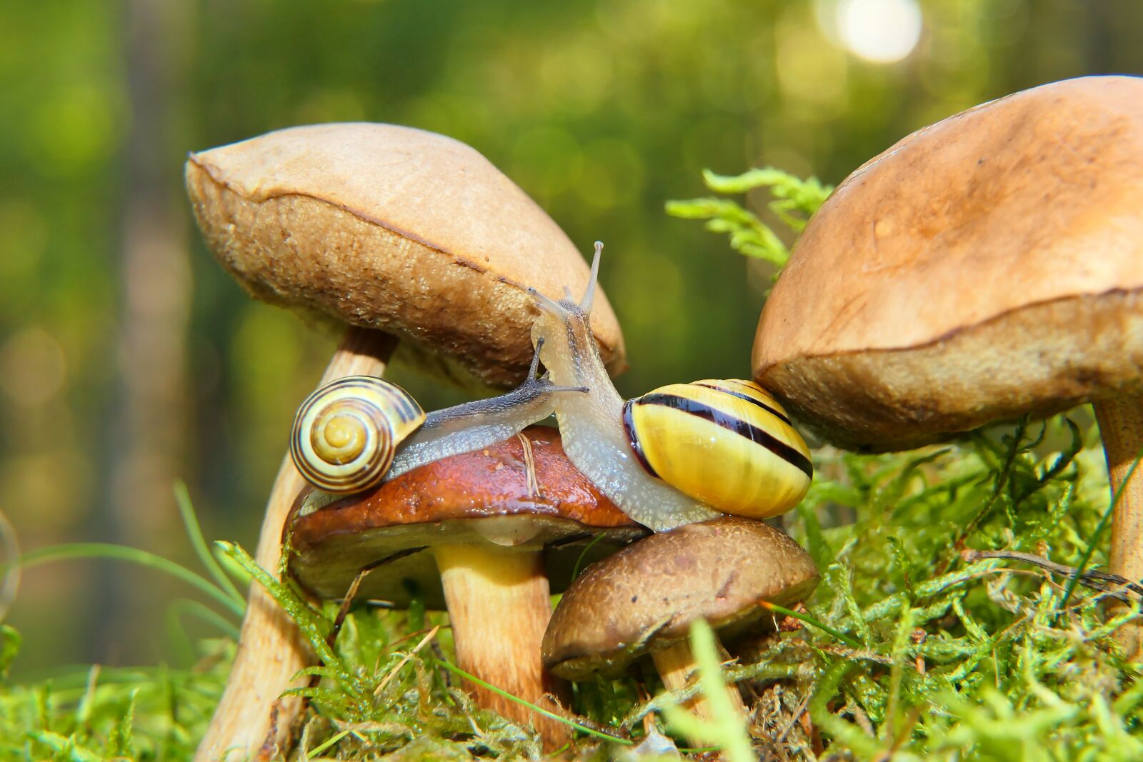 Panasonic Lumix DMC-FZ2500 (Lumix DMC-FZ2000) sample photo. Snails, mushrooms, nature photography