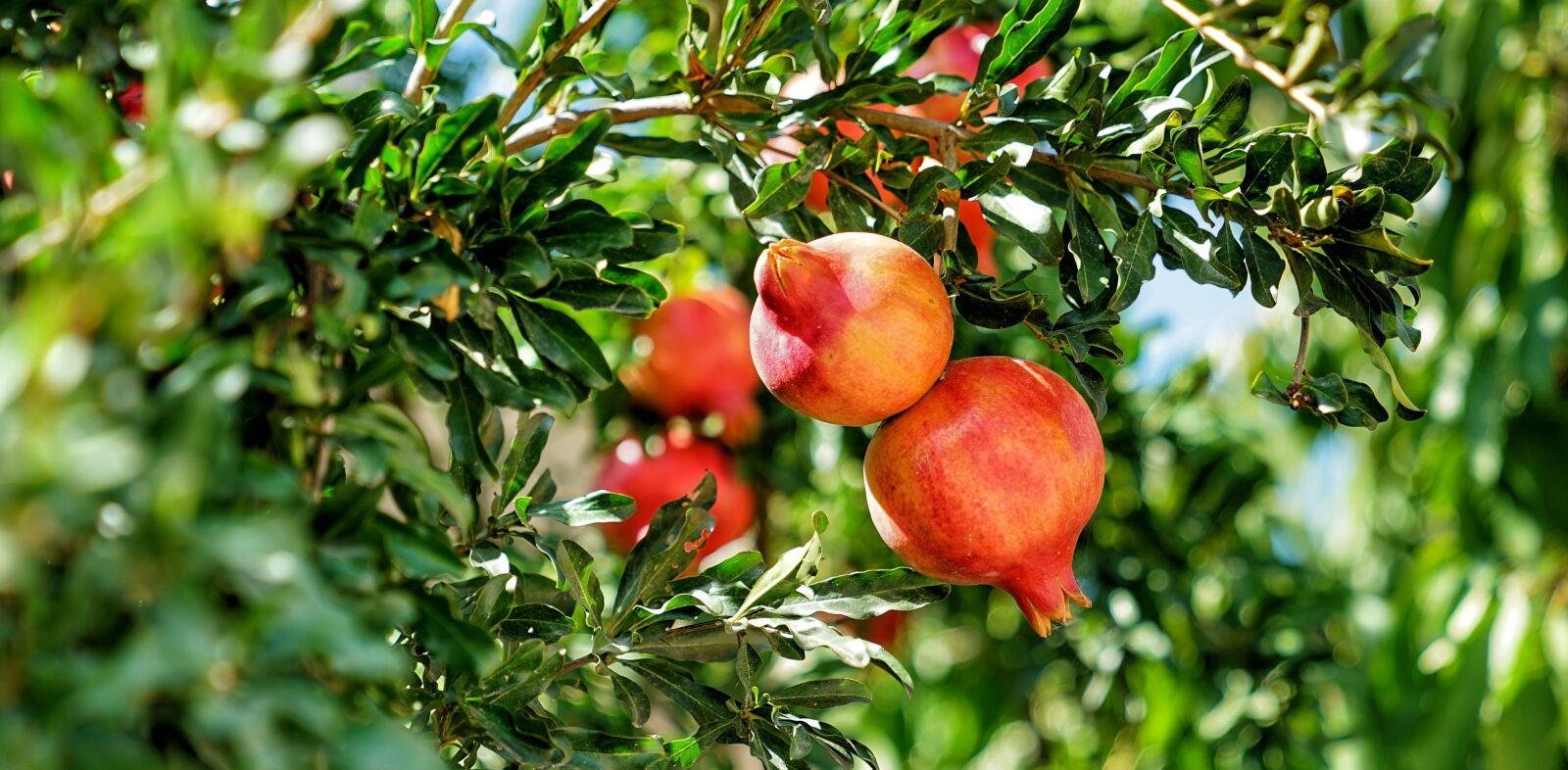 Sony a7R II + Sony FE 24-70mm F2.8 GM sample photo. Pomegranate, tree, fruit photography