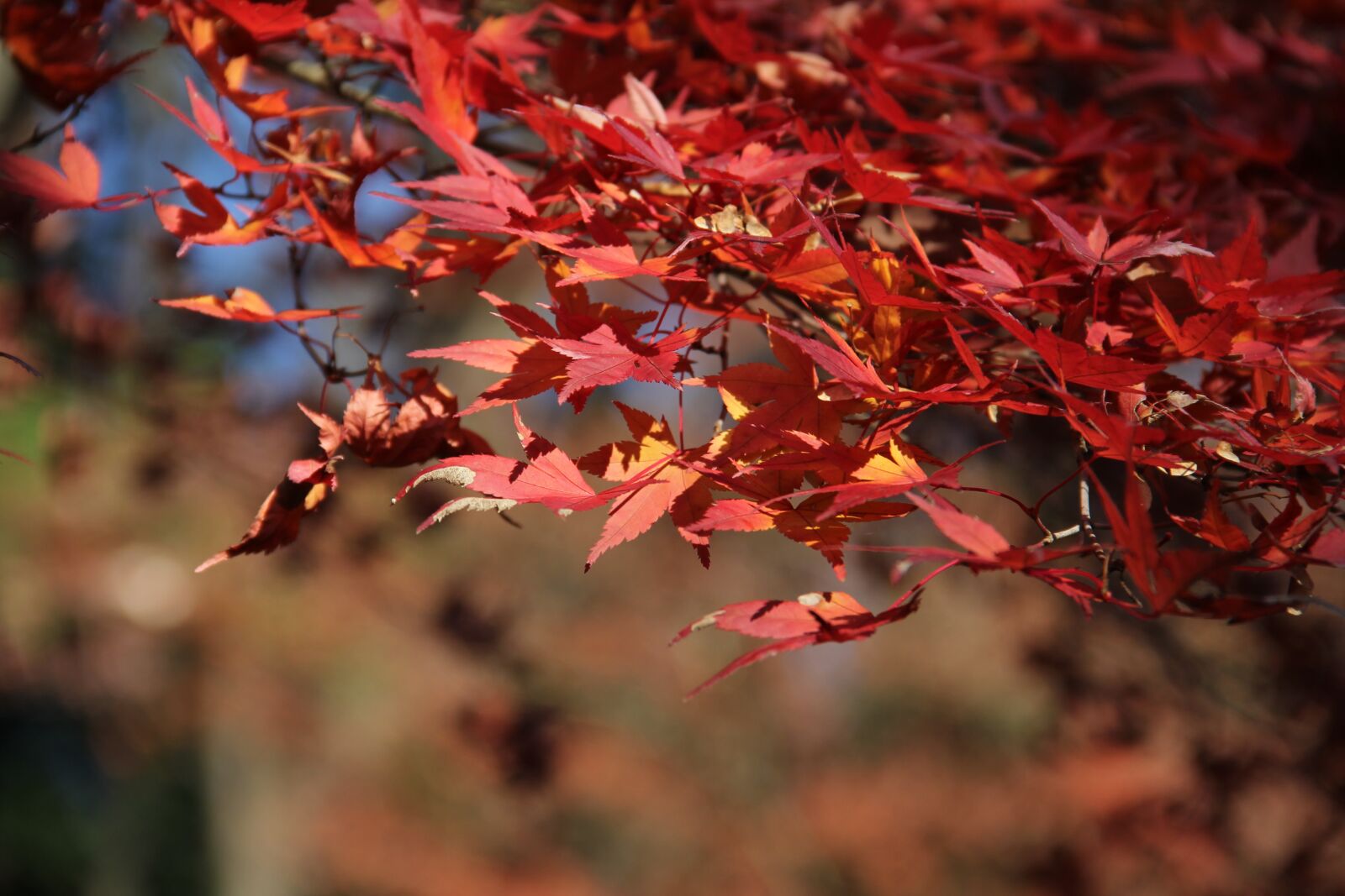 Canon EOS 60D sample photo. Leaf, fall, season photography