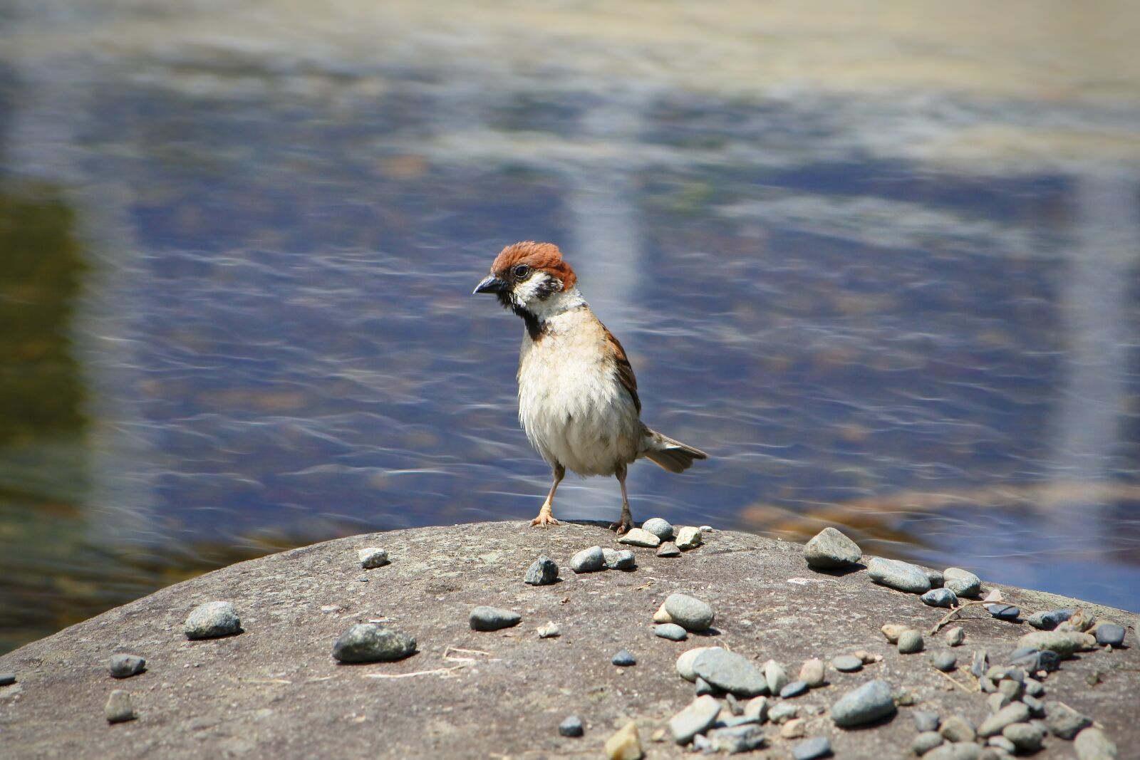 Nikon 1 J5 + VR 55-200mm f/4-5.6G sample photo. Animal, little bird, sparrow photography