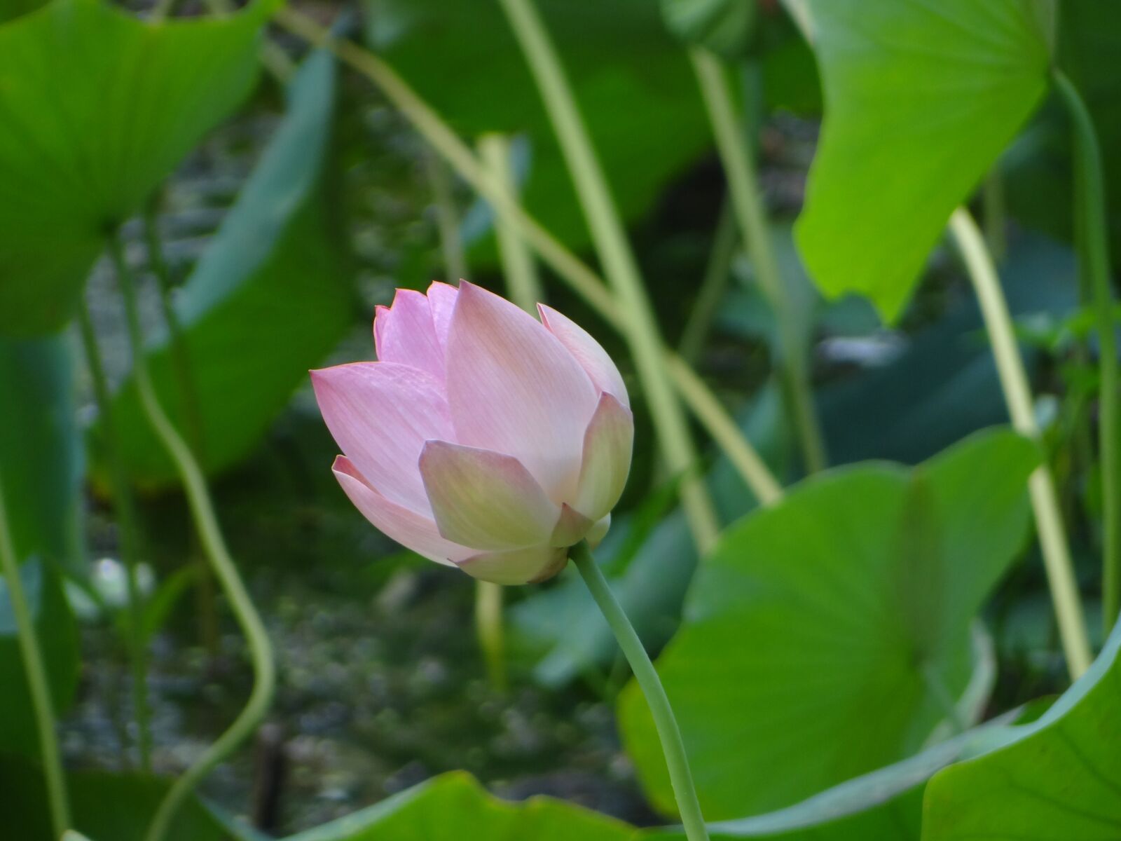 Sony Cyber-shot DSC-HX100V sample photo. Lotus, flower, pond photography