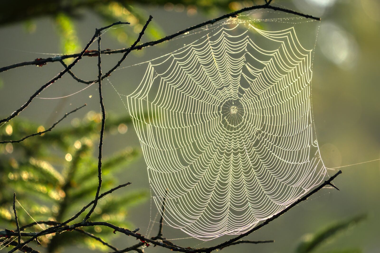 Panasonic Lumix DMC-GX8 sample photo. Cobweb, backlighting, autumn photography