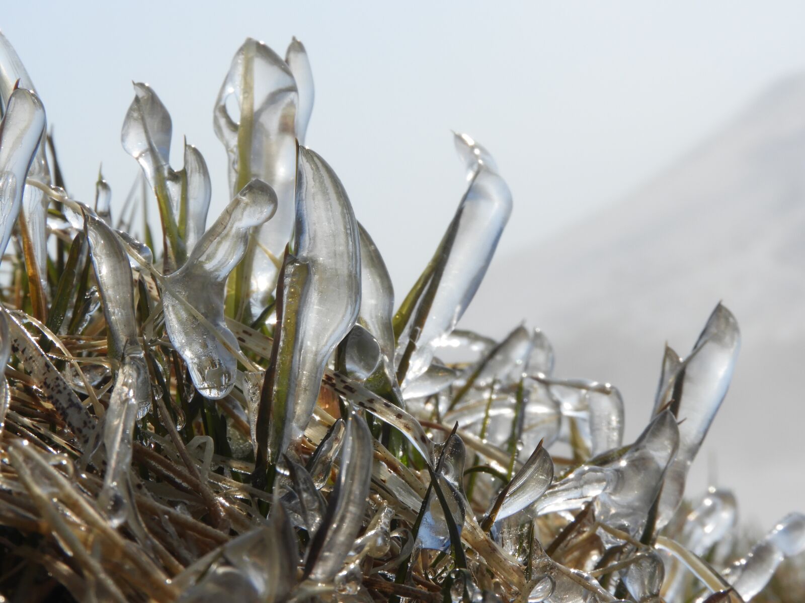 Nikon Coolpix B700 sample photo. Freezing rain, grass, straw photography