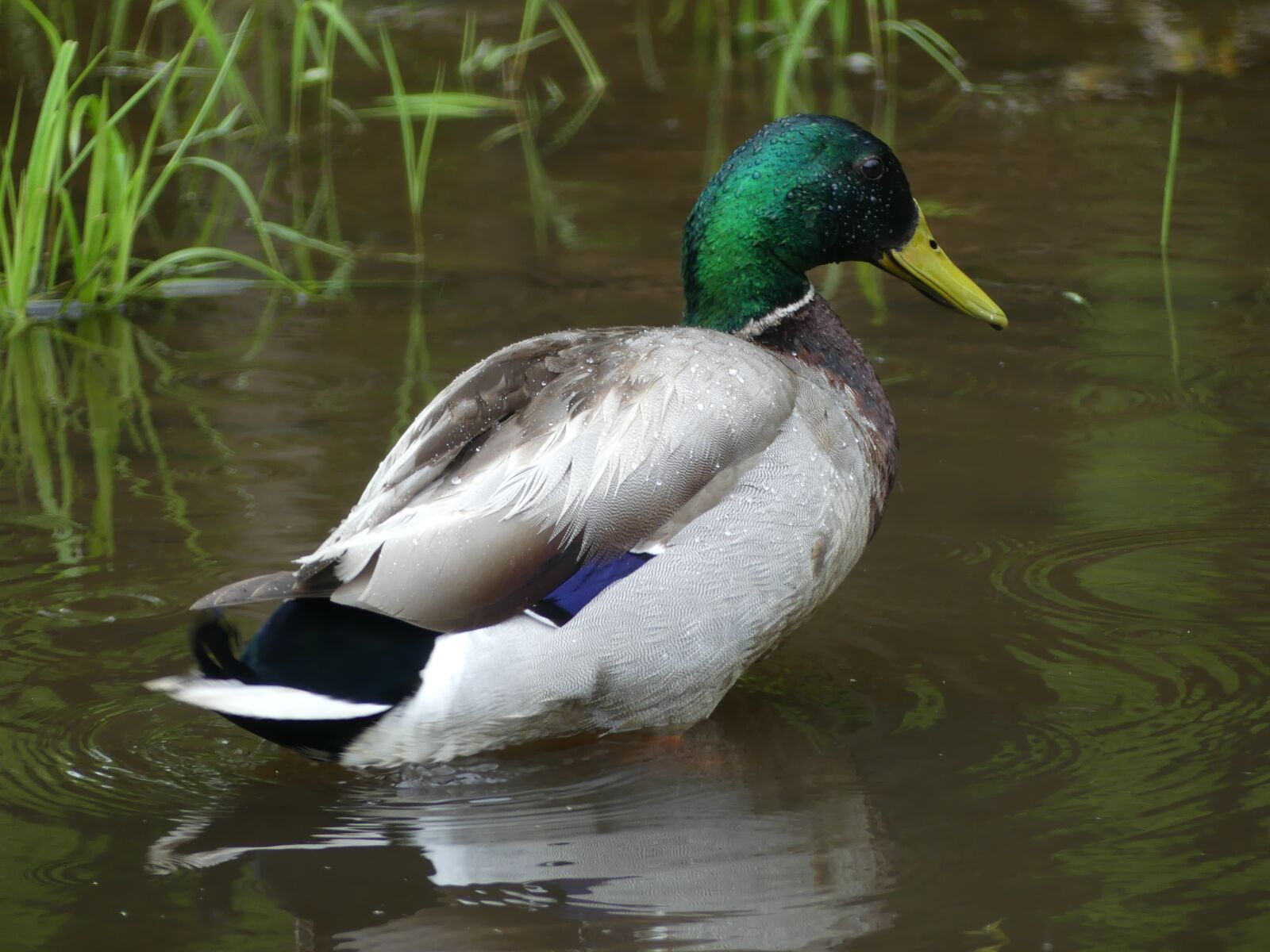Panasonic Lumix DMC-FZ300 sample photo. Nature, duck, water photography
