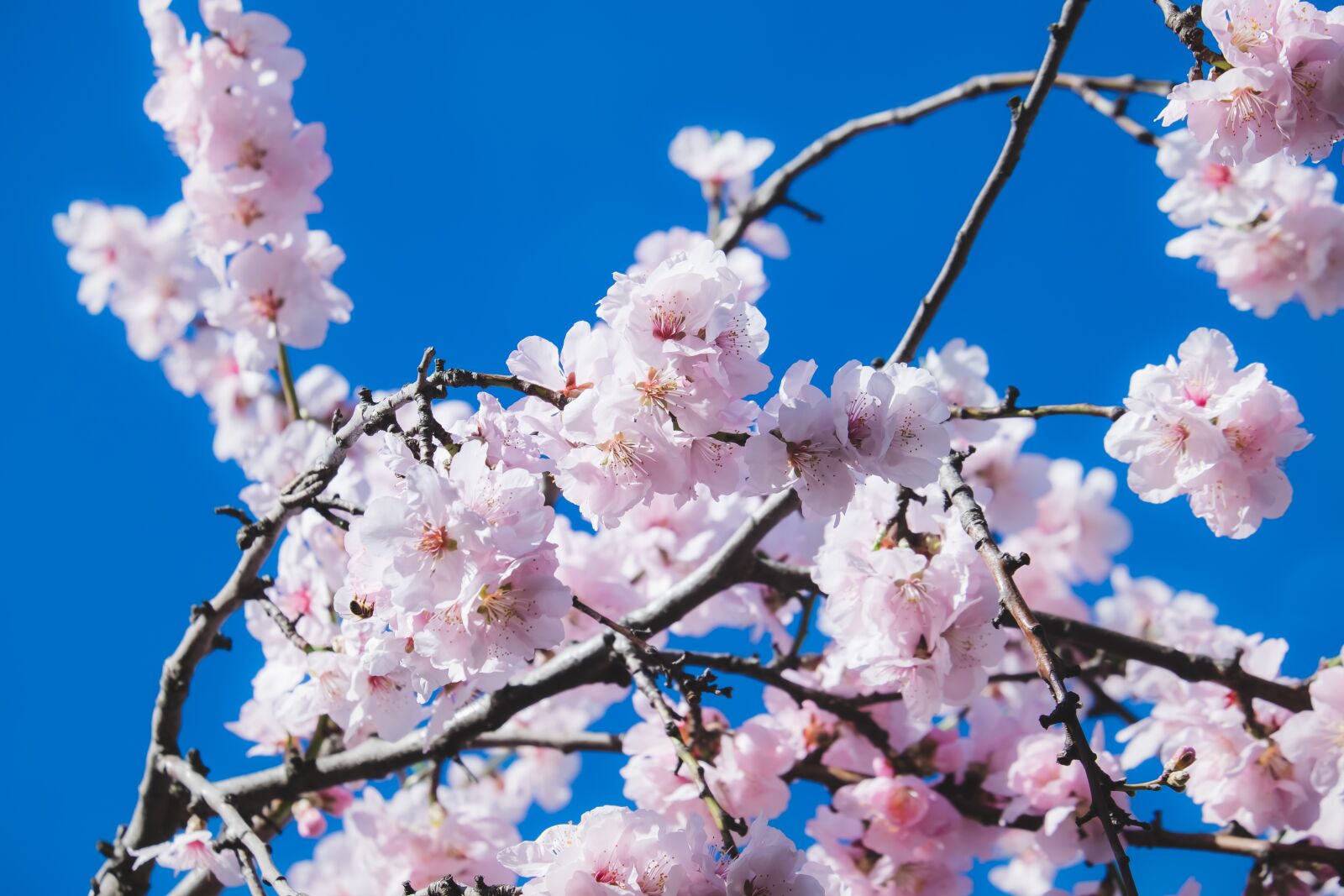 Fujifilm XF 55-200mm F3.5-4.8 R LM OIS sample photo. Cherry blossoms, flowers, tree photography