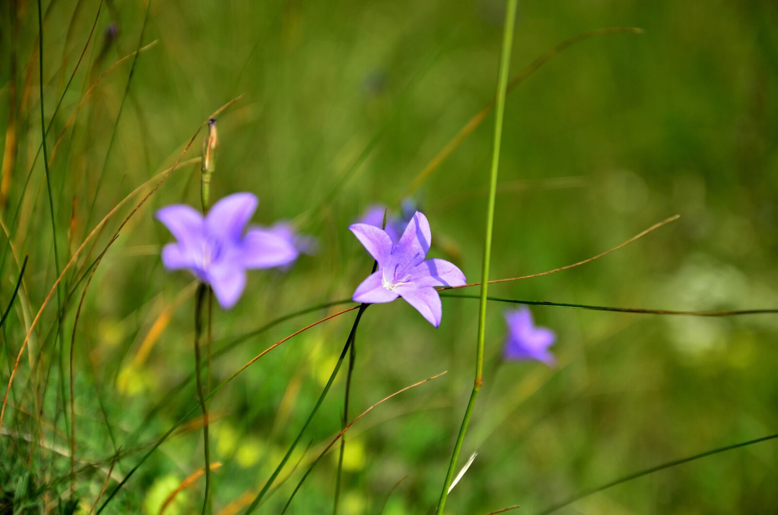 Nikon D5100 sample photo. Nature, flower, plant photography