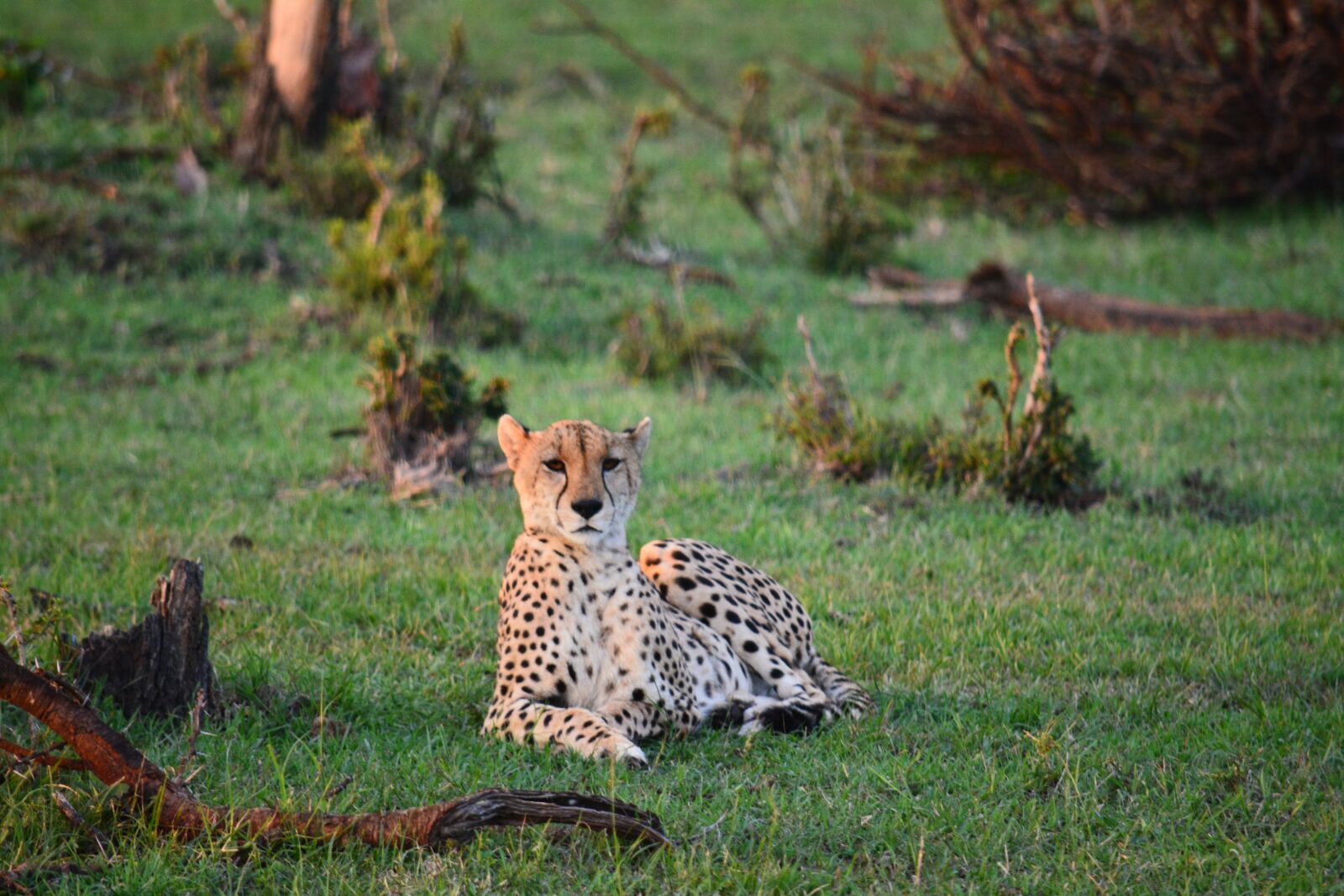 Nikon D7100 sample photo. Africa, african, leopard, safari photography