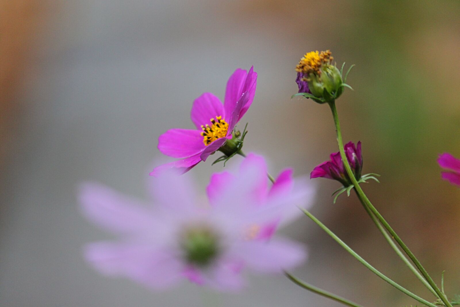 Canon EOS 500D (EOS Rebel T1i / EOS Kiss X3) + Canon EF-S 55-250mm F4-5.6 IS sample photo. Purple, flowers, summer photography