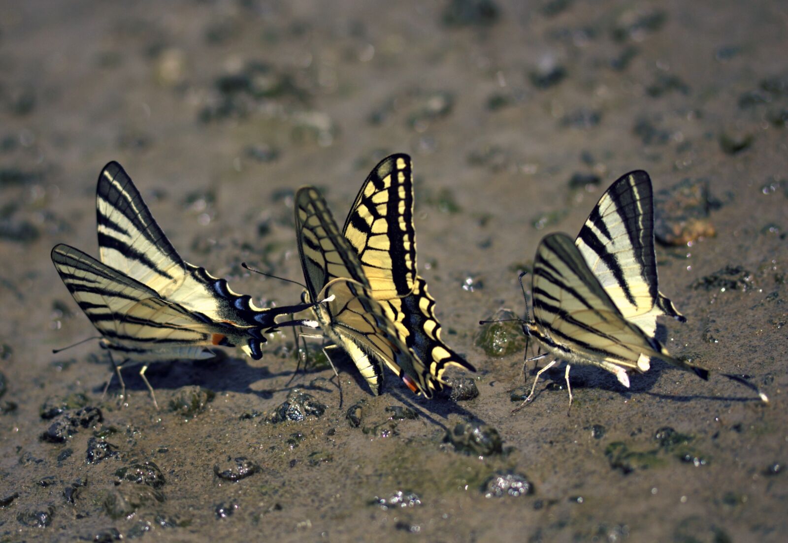 Canon EOS 700D (EOS Rebel T5i / EOS Kiss X7i) sample photo. Butterfly, dovetail, drink photography