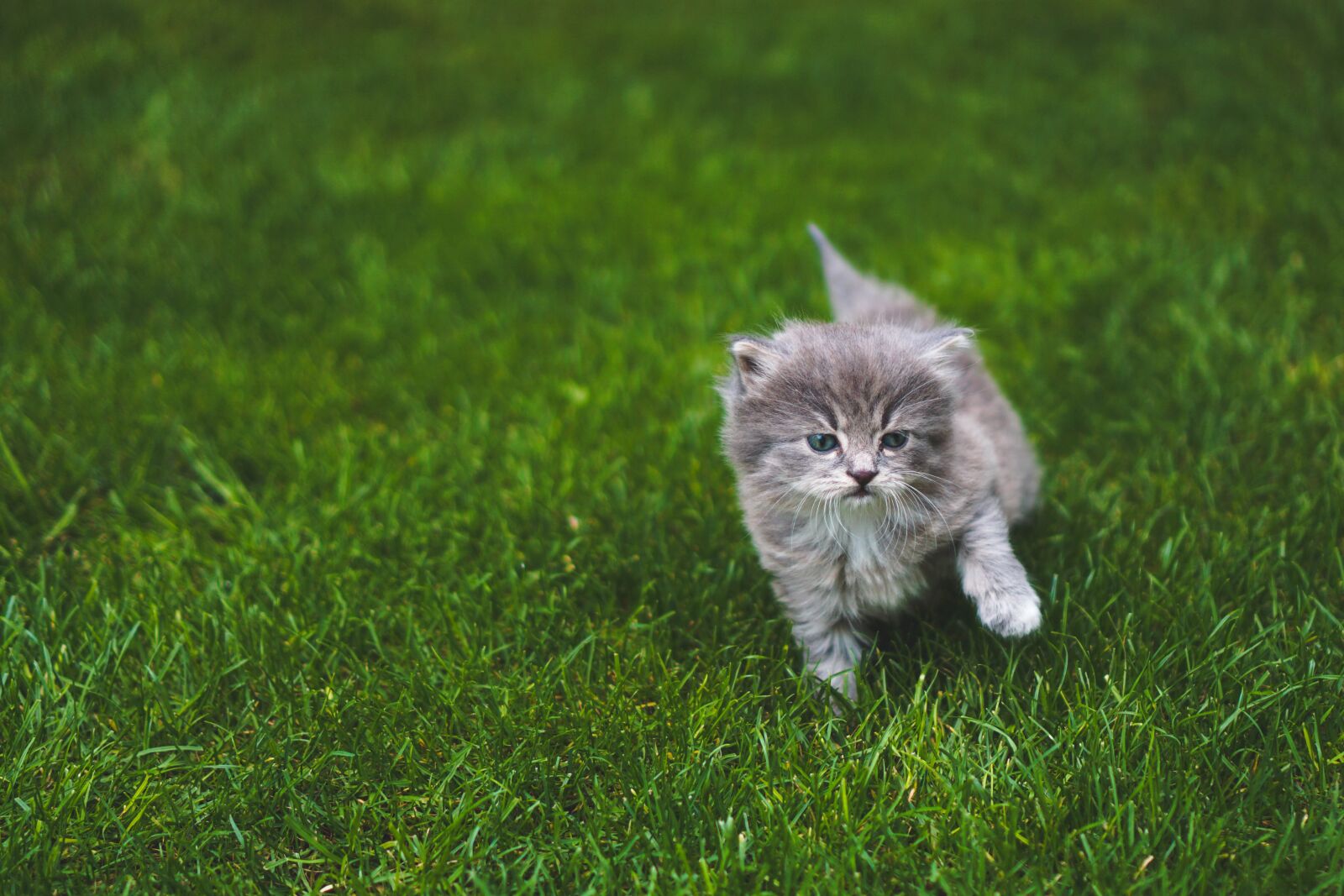 Sony a6000 + Sony E 35mm F1.8 OSS sample photo. Cat, kitten, kitty photography