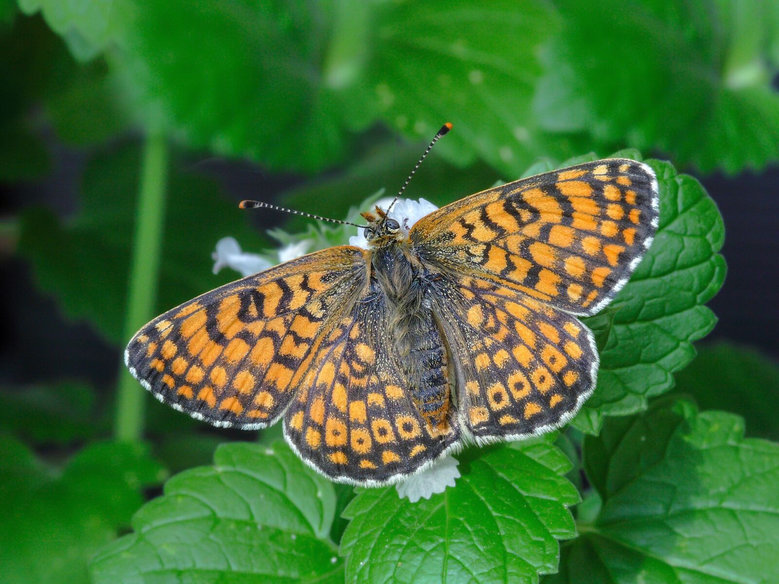 Canon EOS 400D (EOS Digital Rebel XTi / EOS Kiss Digital X) sample photo. Butterfly, glanville-fritillary, wings photography