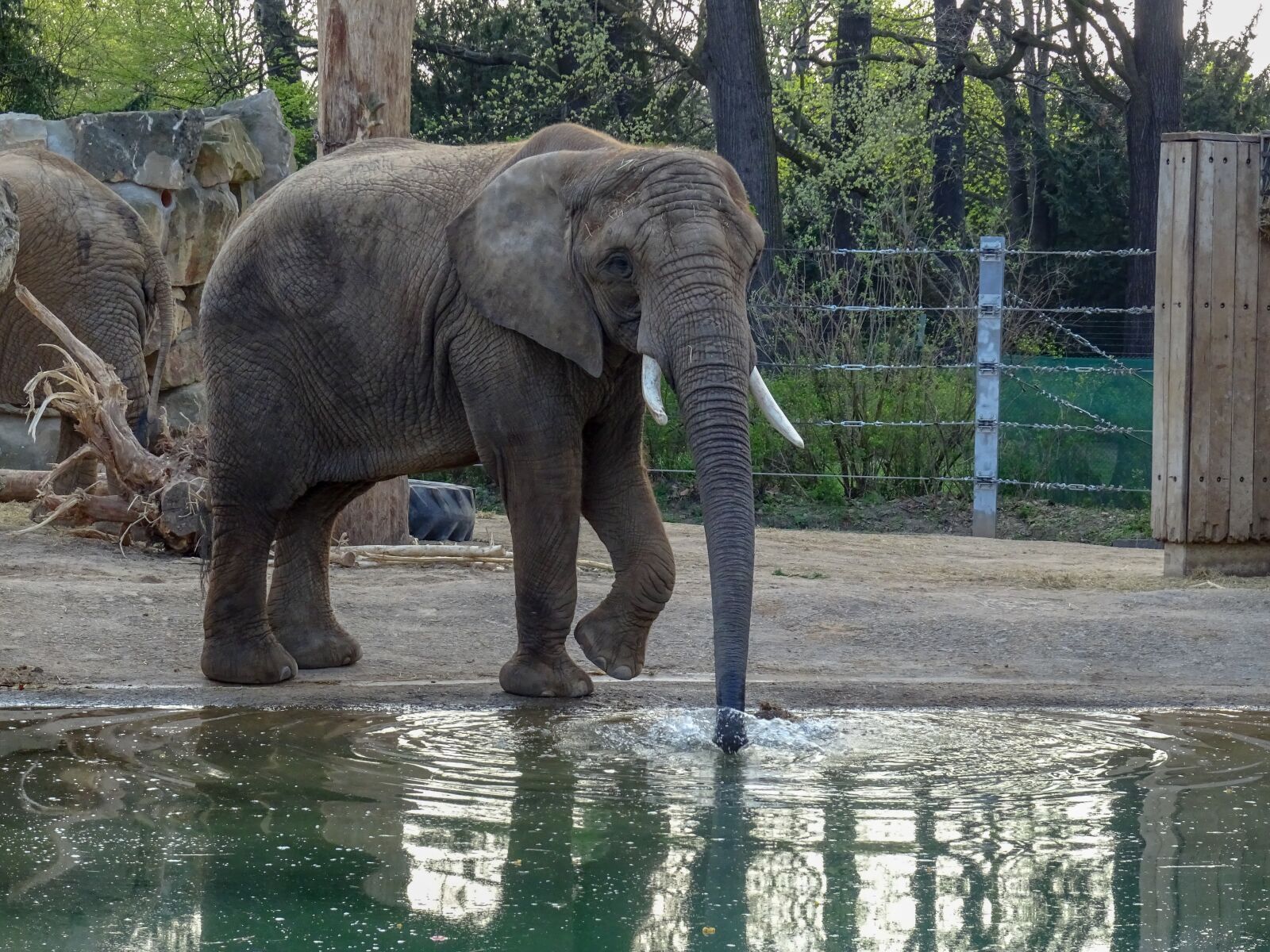 Sony DSC-HX60 sample photo. Water, elephant, zoo photography