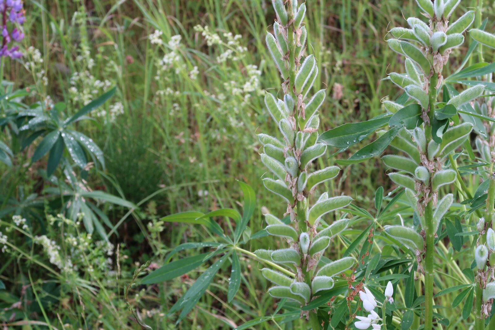 Canon PowerShot G7 X Mark II sample photo. Plant, green, meadow photography
