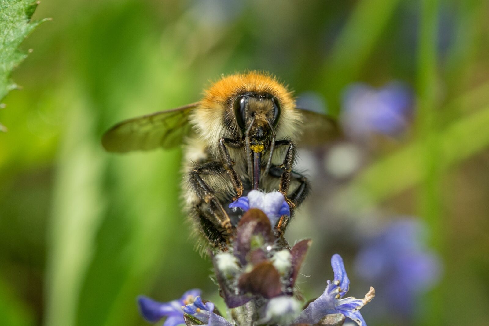 Sony a7 + Sony FE 90mm F2.8 Macro G OSS sample photo. Bee, pollination, macro photography