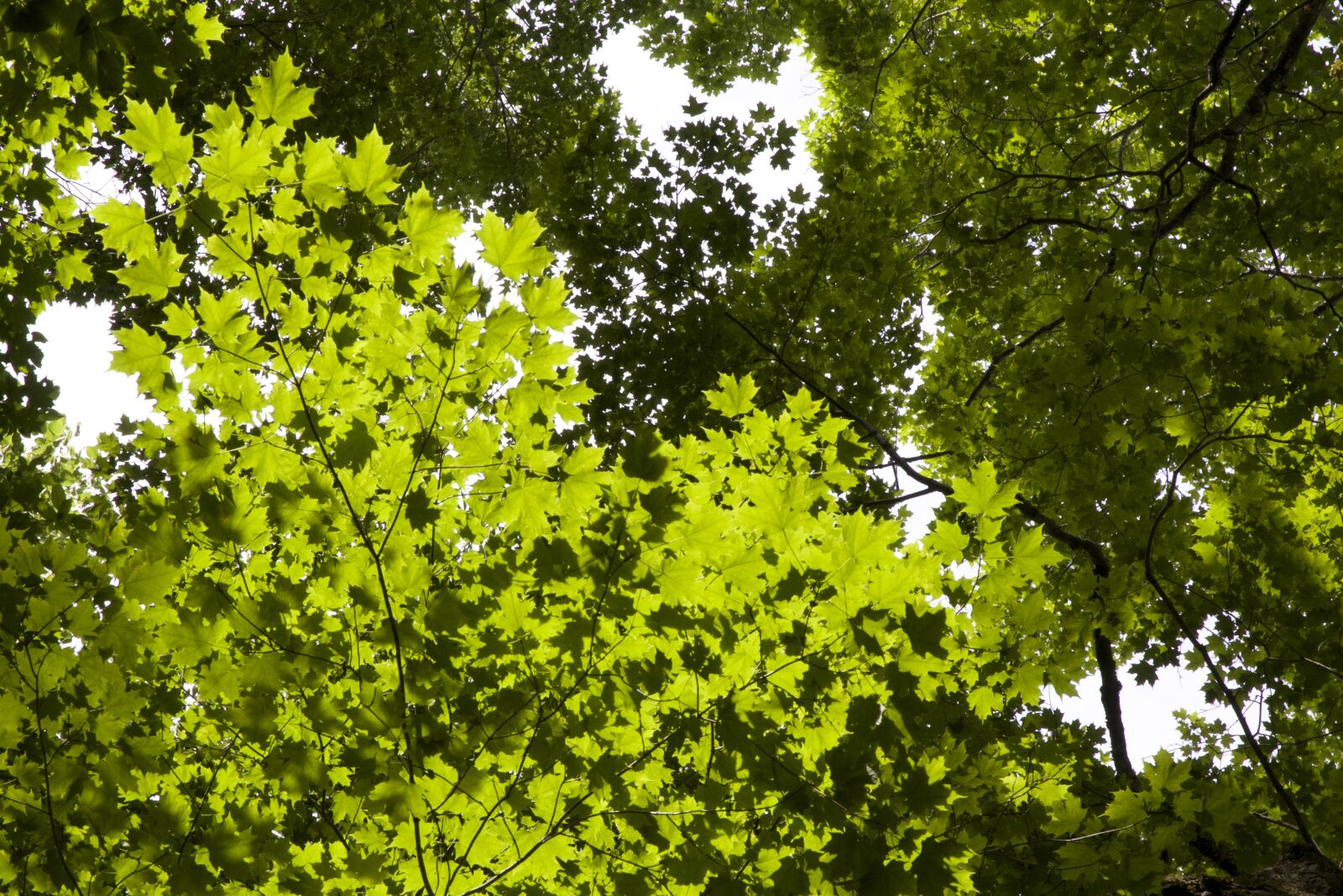 Canon EOS 6D sample photo. Trees photography
