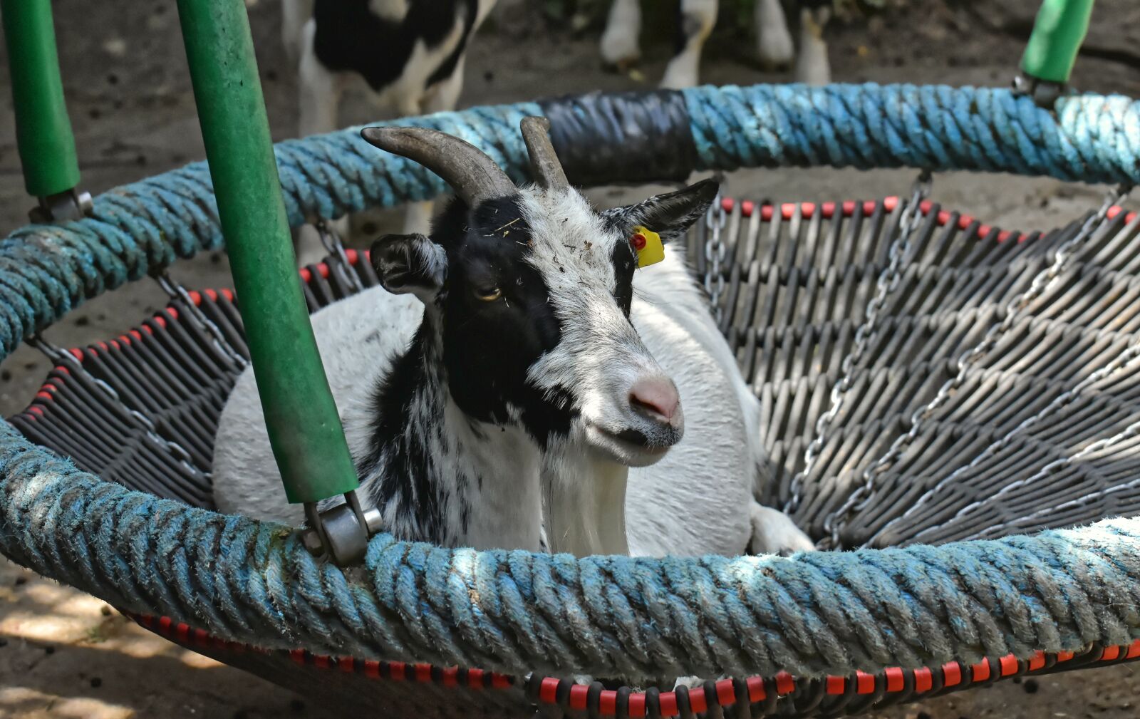 Nikon D7200 sample photo. Goat, cozy, swing photography