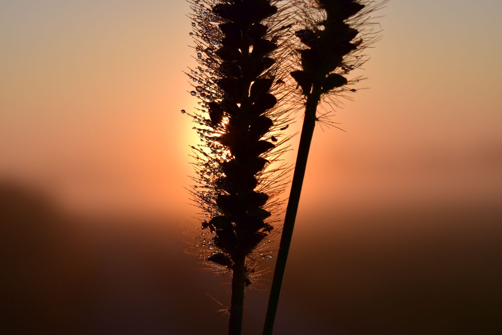 Nikon D3300 sample photo. Sunrise, morgentau, dew photography