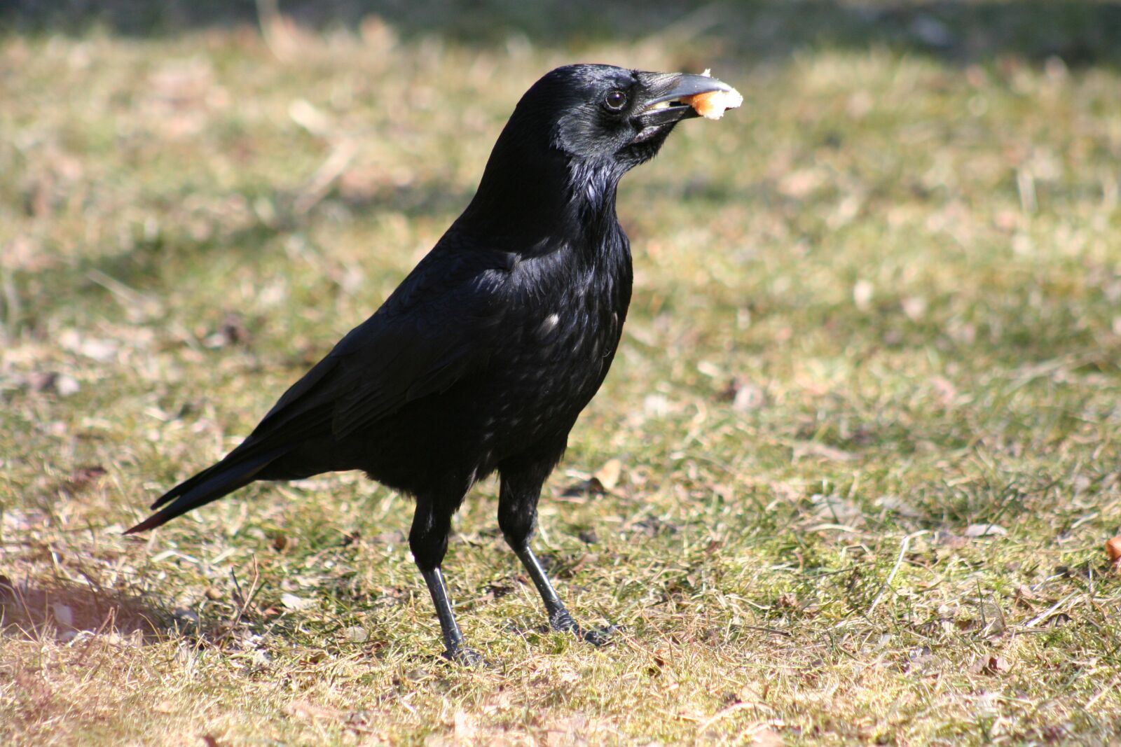 Canon EOS 350D (EOS Digital Rebel XT / EOS Kiss Digital N) sample photo. Jackdaw, raven, bird photography