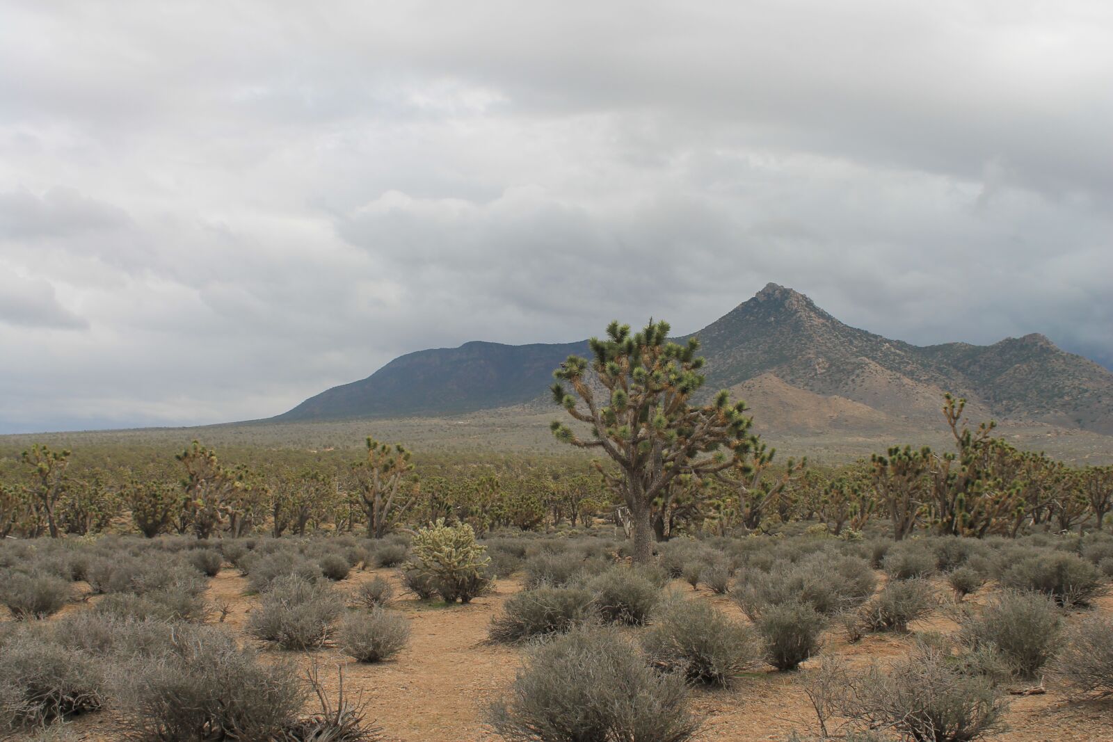 Canon EOS 1100D (EOS Rebel T3 / EOS Kiss X50) sample photo. Arizona, josua tree, desert photography