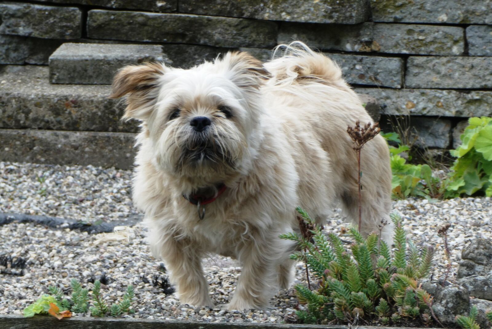 Panasonic Lumix DC-ZS70 (Lumix DC-TZ90) sample photo. Dog, hair, muzzle photography