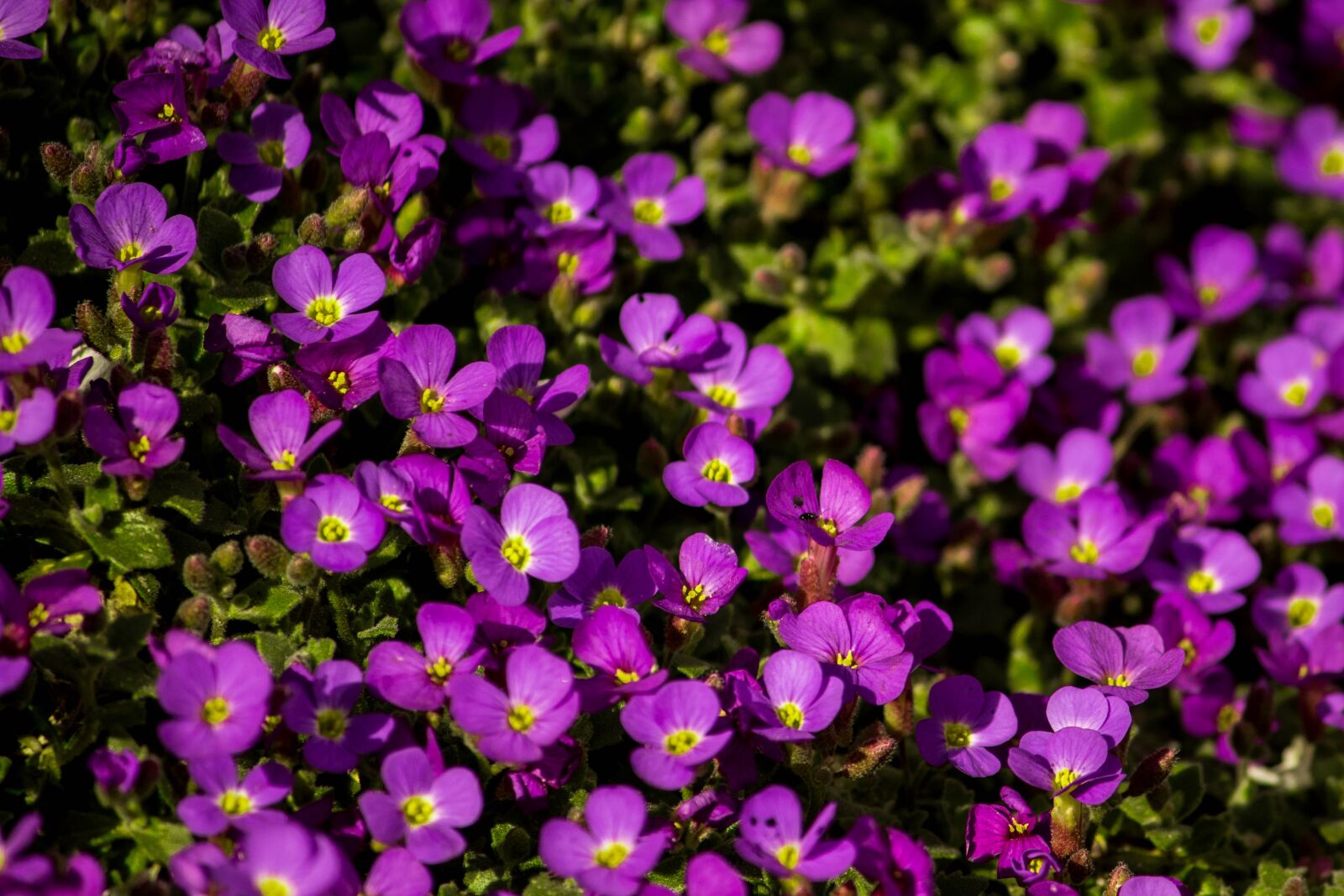 Canon EOS 200D (EOS Rebel SL2 / EOS Kiss X9) sample photo. Obrieta, flowers, purple photography