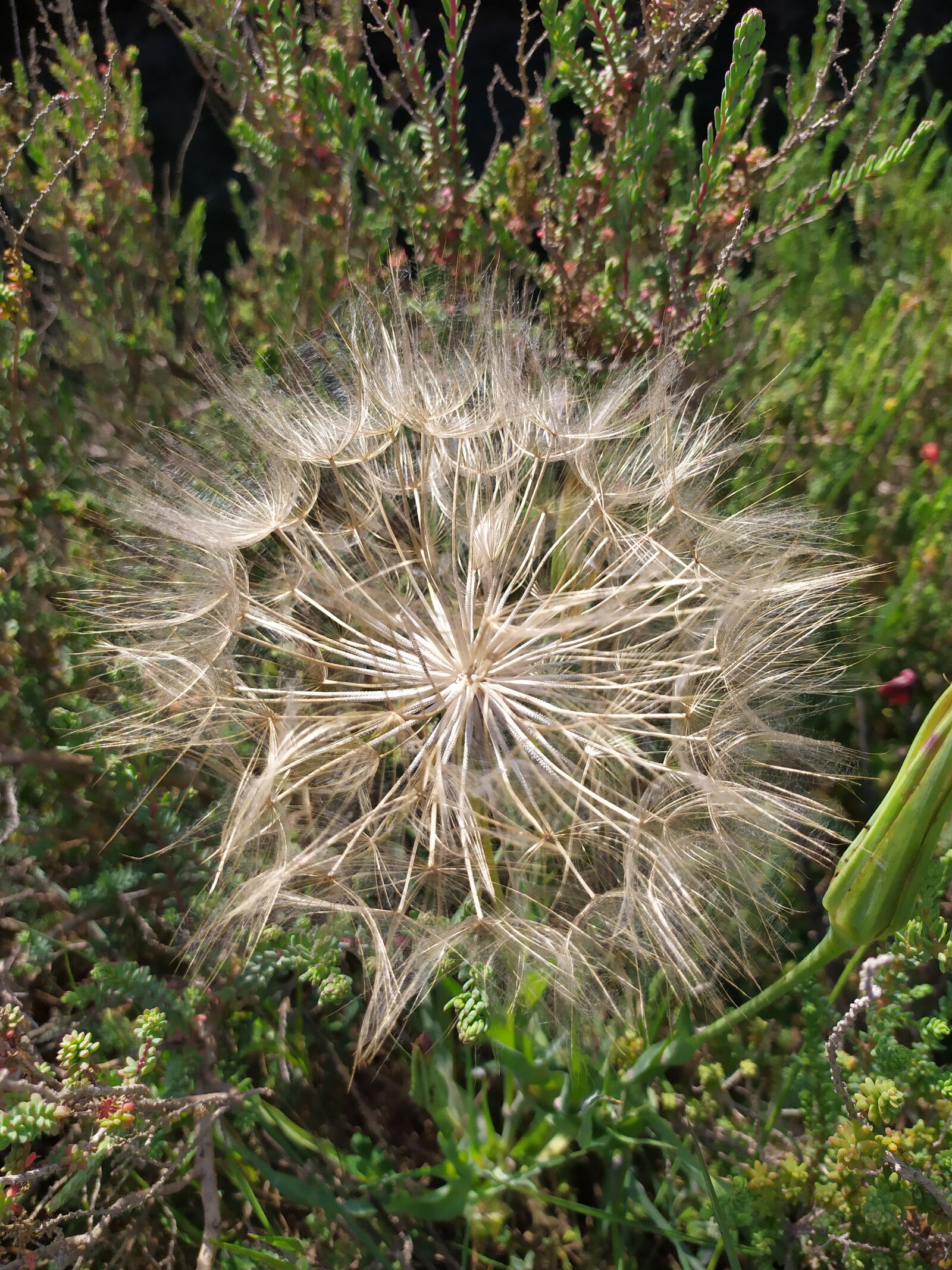 Xiaomi Redmi Note 7 sample photo. Flower, nature, wild photography