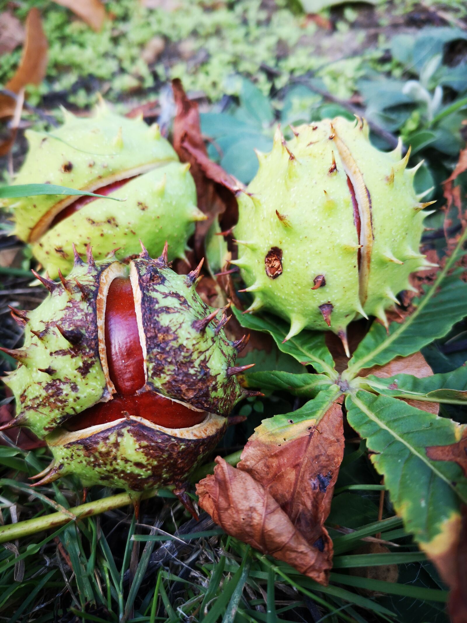 HUAWEI P20 sample photo. Green, chestnut, autumn photo photography