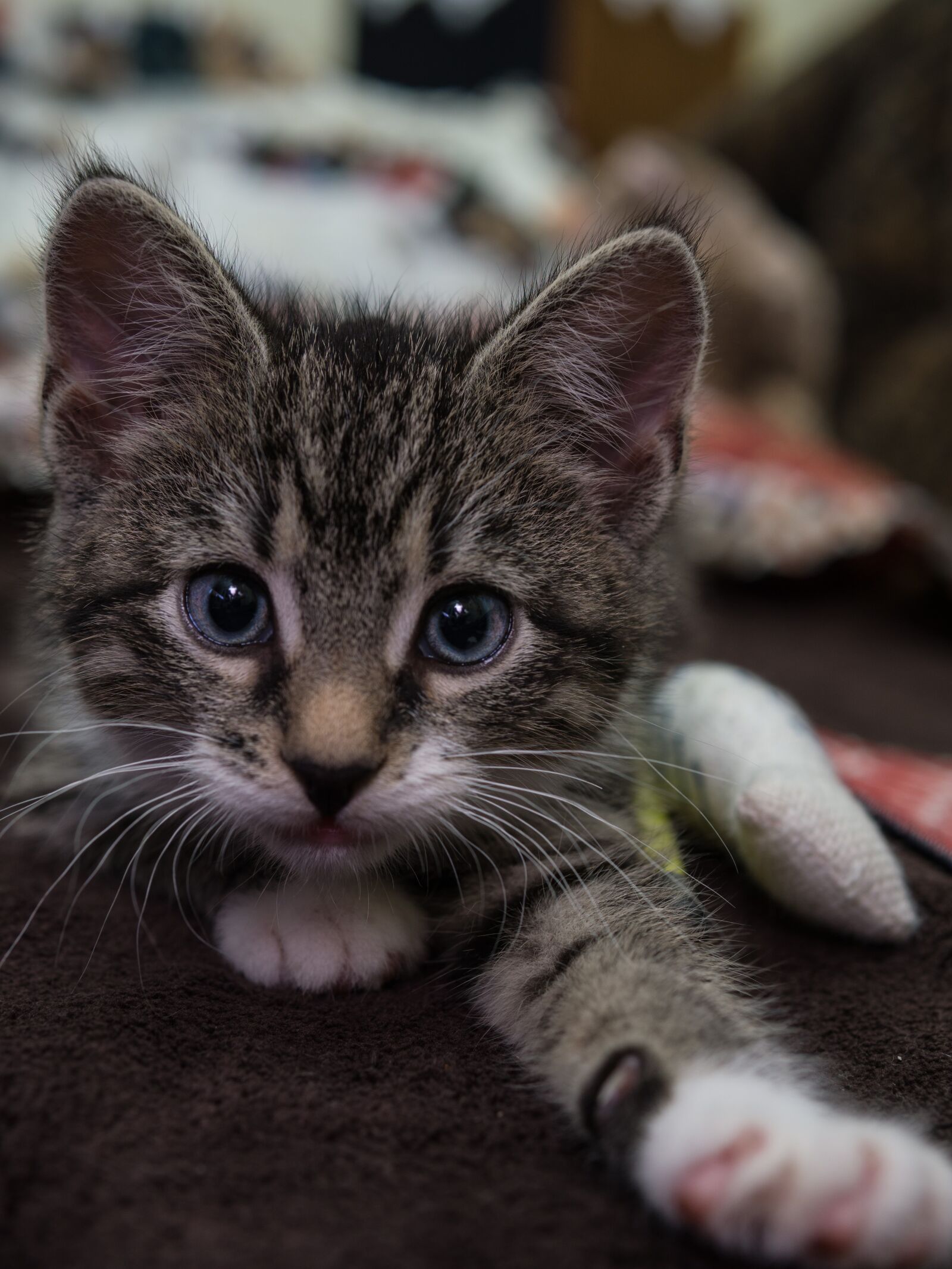 30mm F1.4 DC DN | Contemporary 016 sample photo. Cat, small, mackerel photography