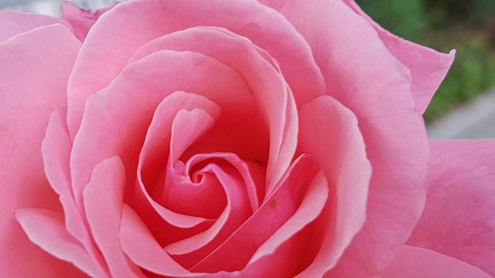 Samsung Galaxy S7 Edge sample photo. Pink, rose, nature photography