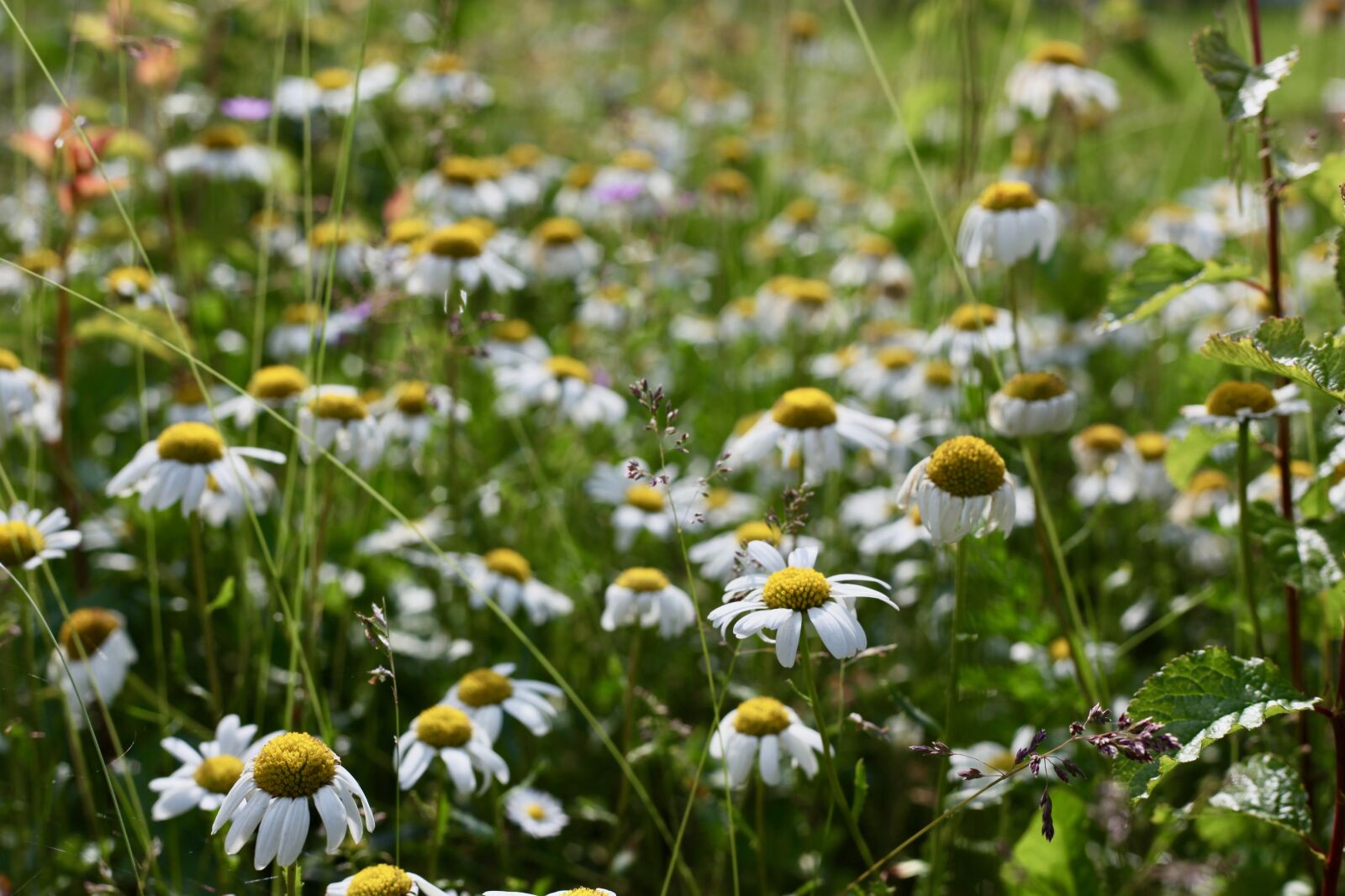 Canon EOS 5D Mark II sample photo. Meadows-margerit, magarite, daisies photography