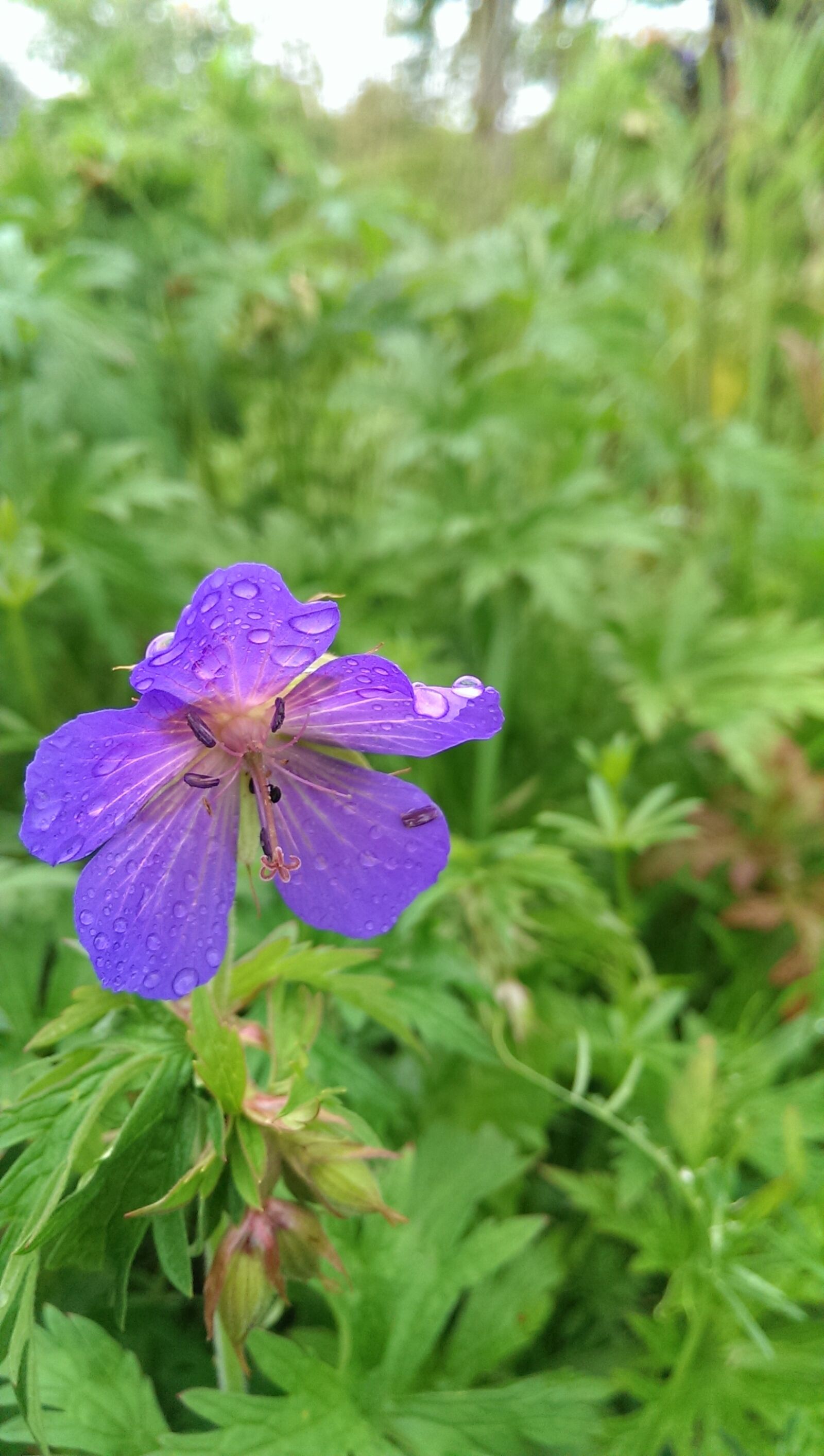 HTC ONE sample photo. Flower, raindrop, drop of photography