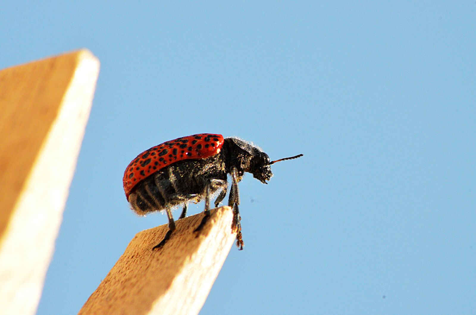 Nikon D5100 sample photo. Scarab, red, insect photography
