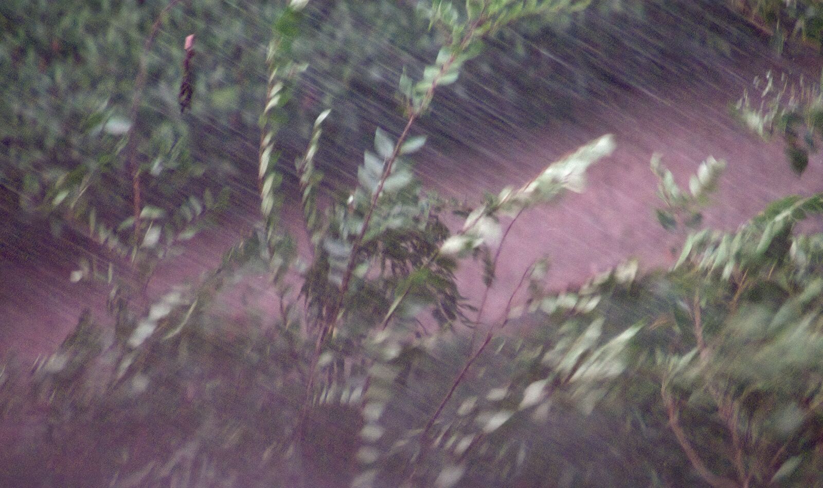 Canon TS-E 90mm F2.8 Tilt-Shift sample photo. Wind and rain, branch photography