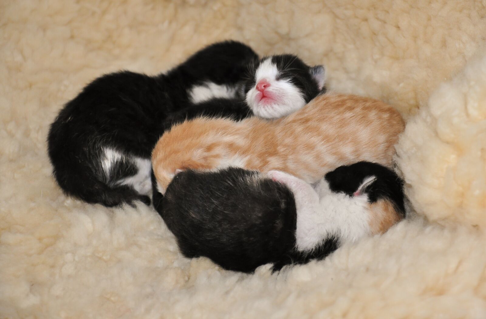 Nikon D90 sample photo. Kittens, animal shelter, reborn photography