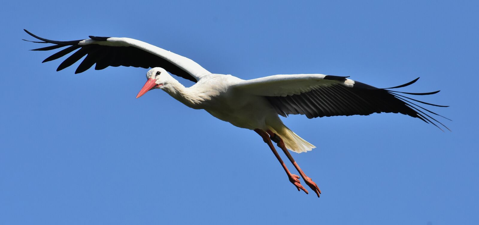 Nikon D7200 sample photo. Stork, flying, wing photography