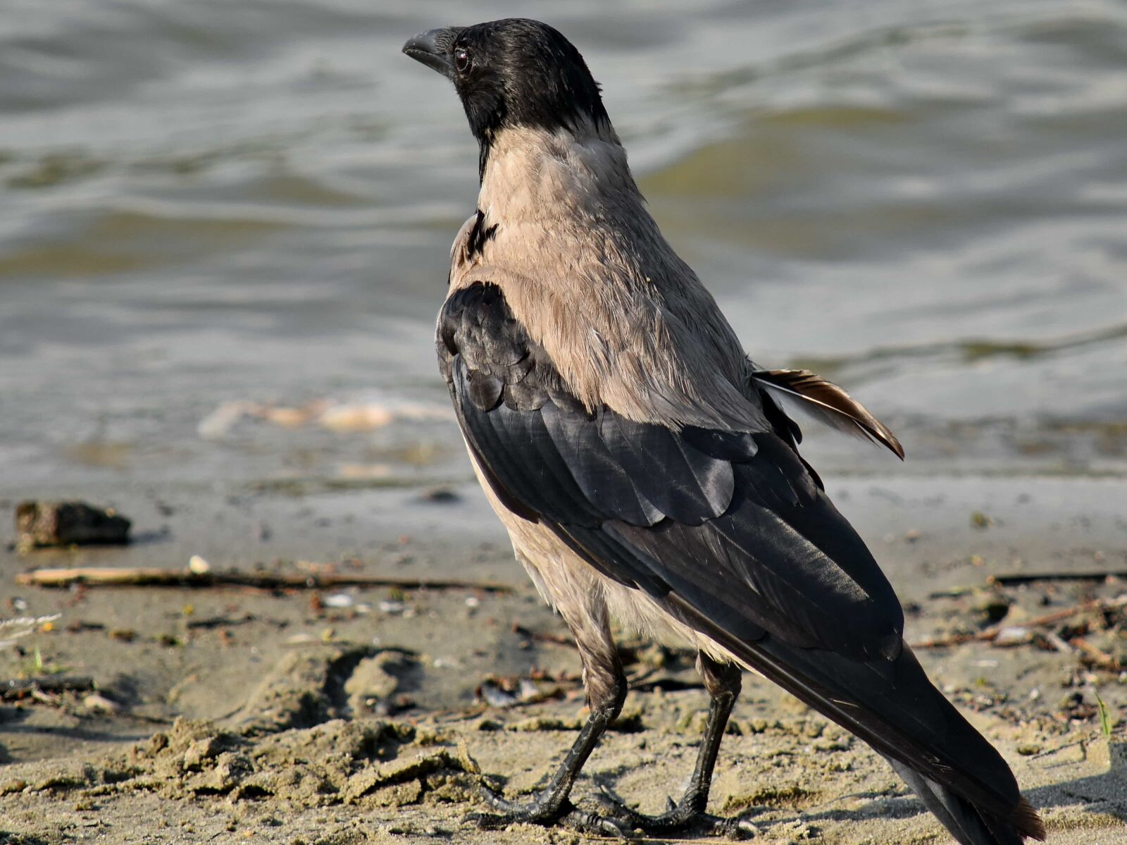 Nikon D5500 sample photo. Beach, beautiful photo, bird photography