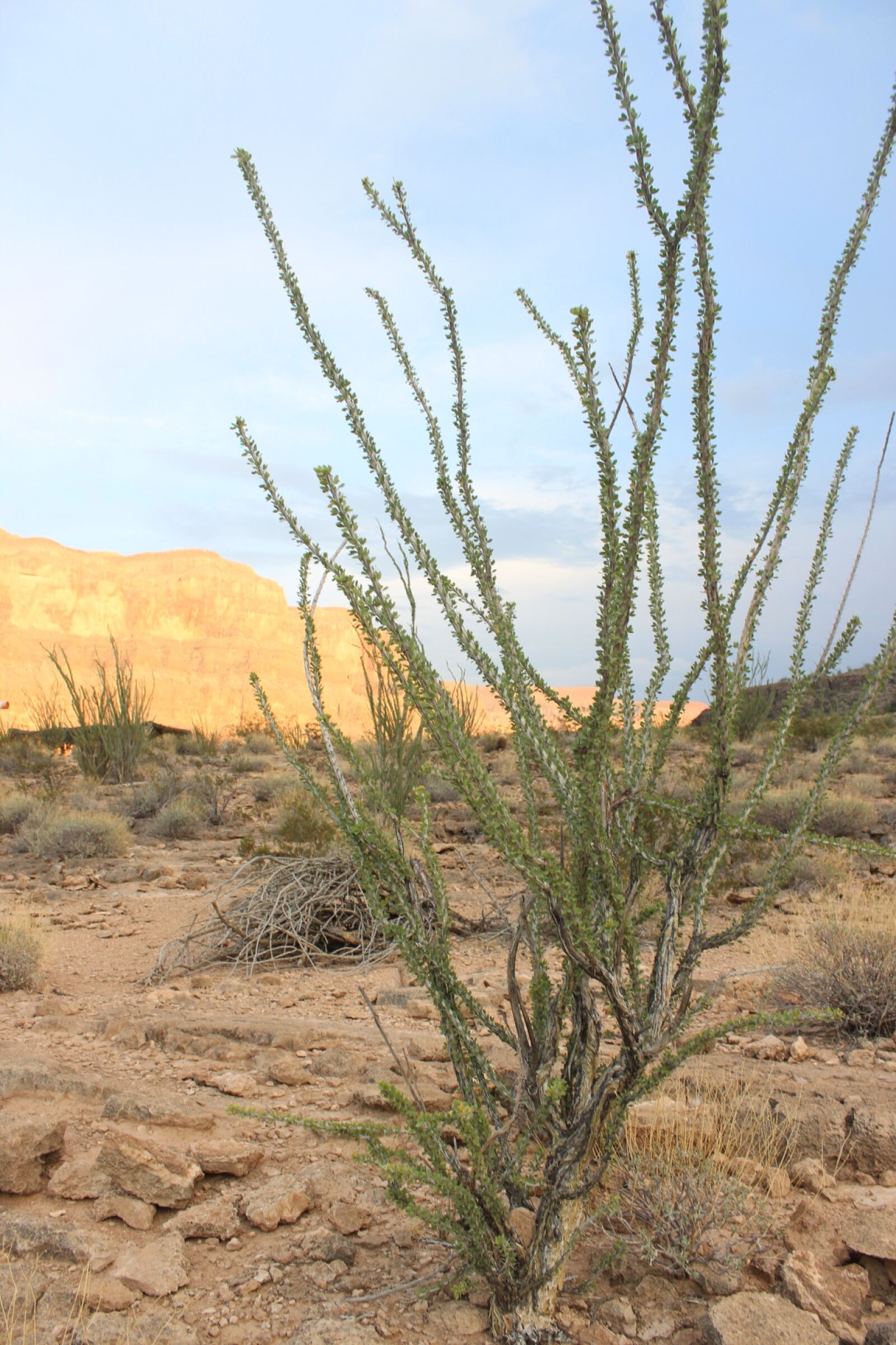 Canon EOS 600D (Rebel EOS T3i / EOS Kiss X5) sample photo. Desert, plant, dry photography