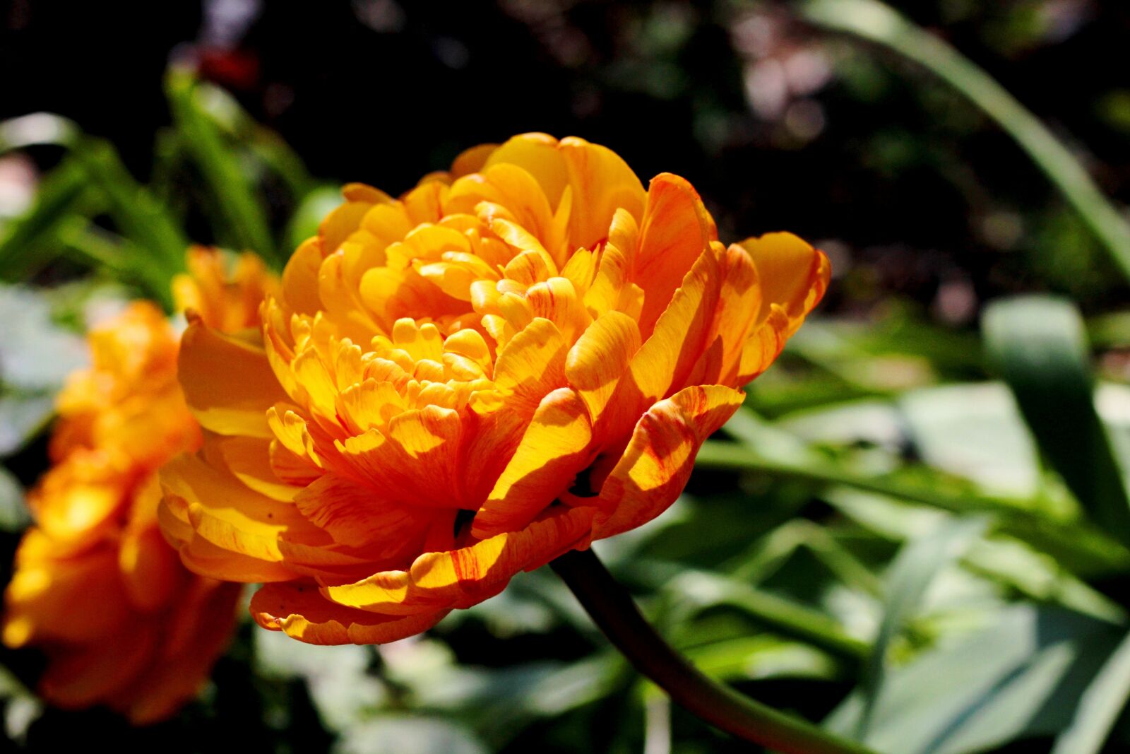 Canon EOS 600D (Rebel EOS T3i / EOS Kiss X5) + Canon EF 50mm F1.8 STM sample photo. Tulipa sunlover, orange, tulip photography