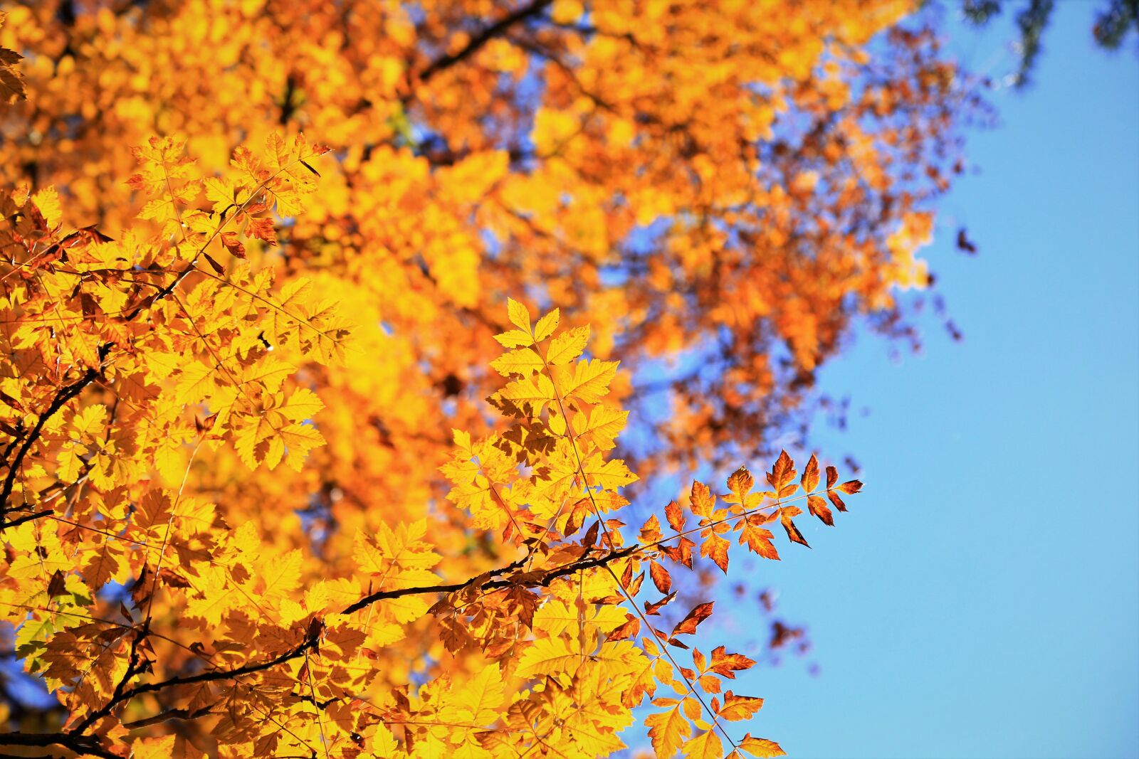 Canon EOS 6D + Canon EF 24-105mm F4L IS USM sample photo. Autumn, leaf, season photography