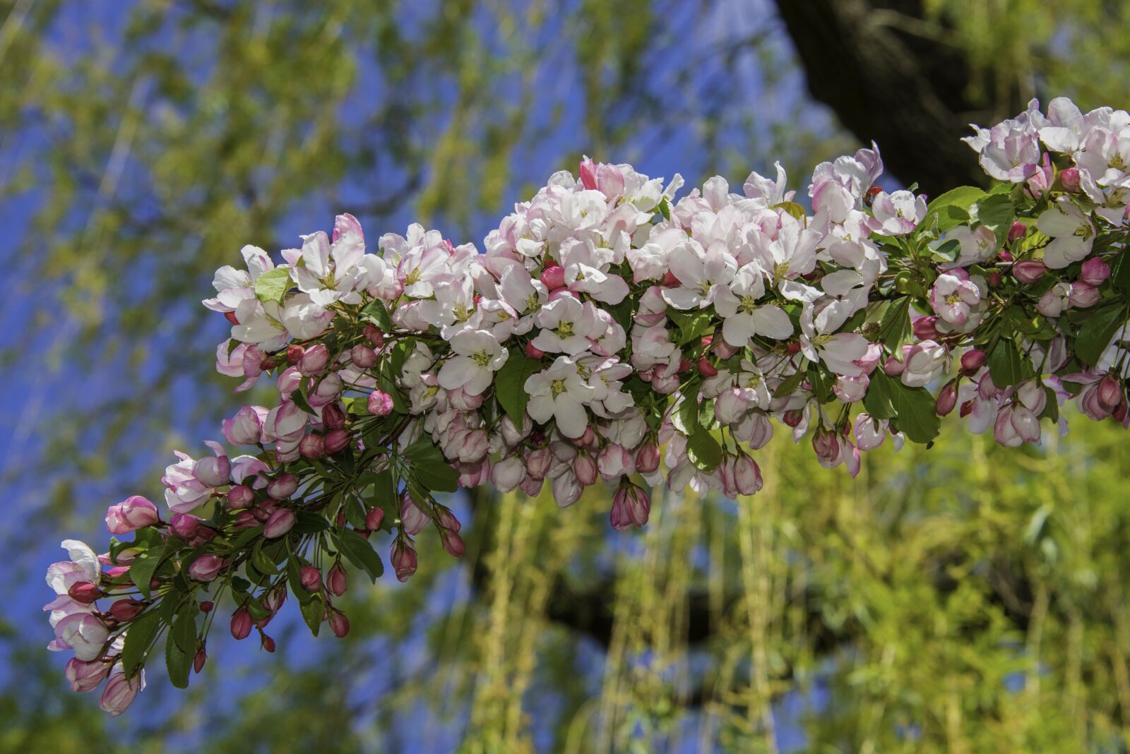 Nikon D800 sample photo. Spring, colors, flowers photography