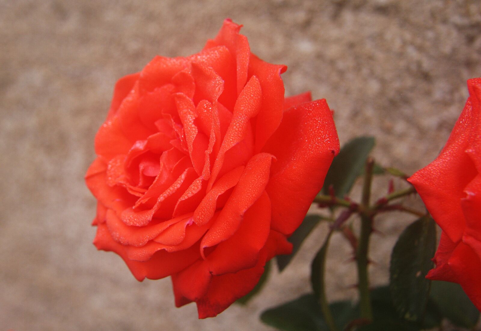 Canon EOS 40D sample photo. Rosa, flower, spring photography