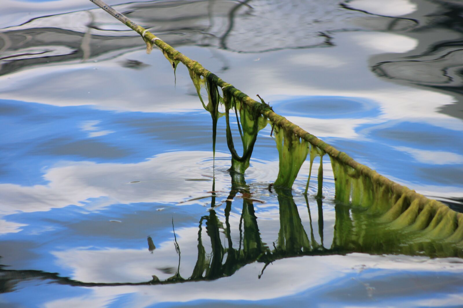 Canon EOS 500D (EOS Rebel T1i / EOS Kiss X3) sample photo. Reflection, rope, moss photography