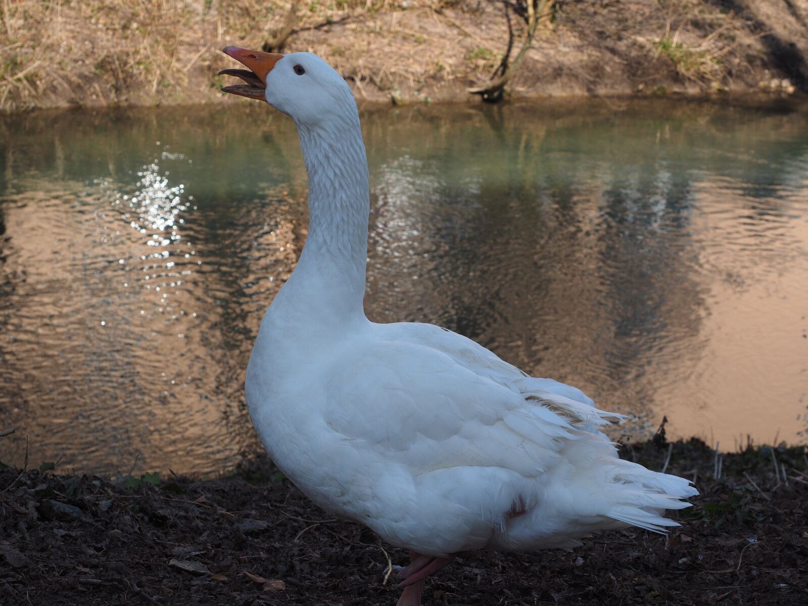 Olympus OM-D E-M1 + Olympus M.Zuiko Digital ED 12-40mm F2.8 Pro sample photo. Goose, scream, attention photography