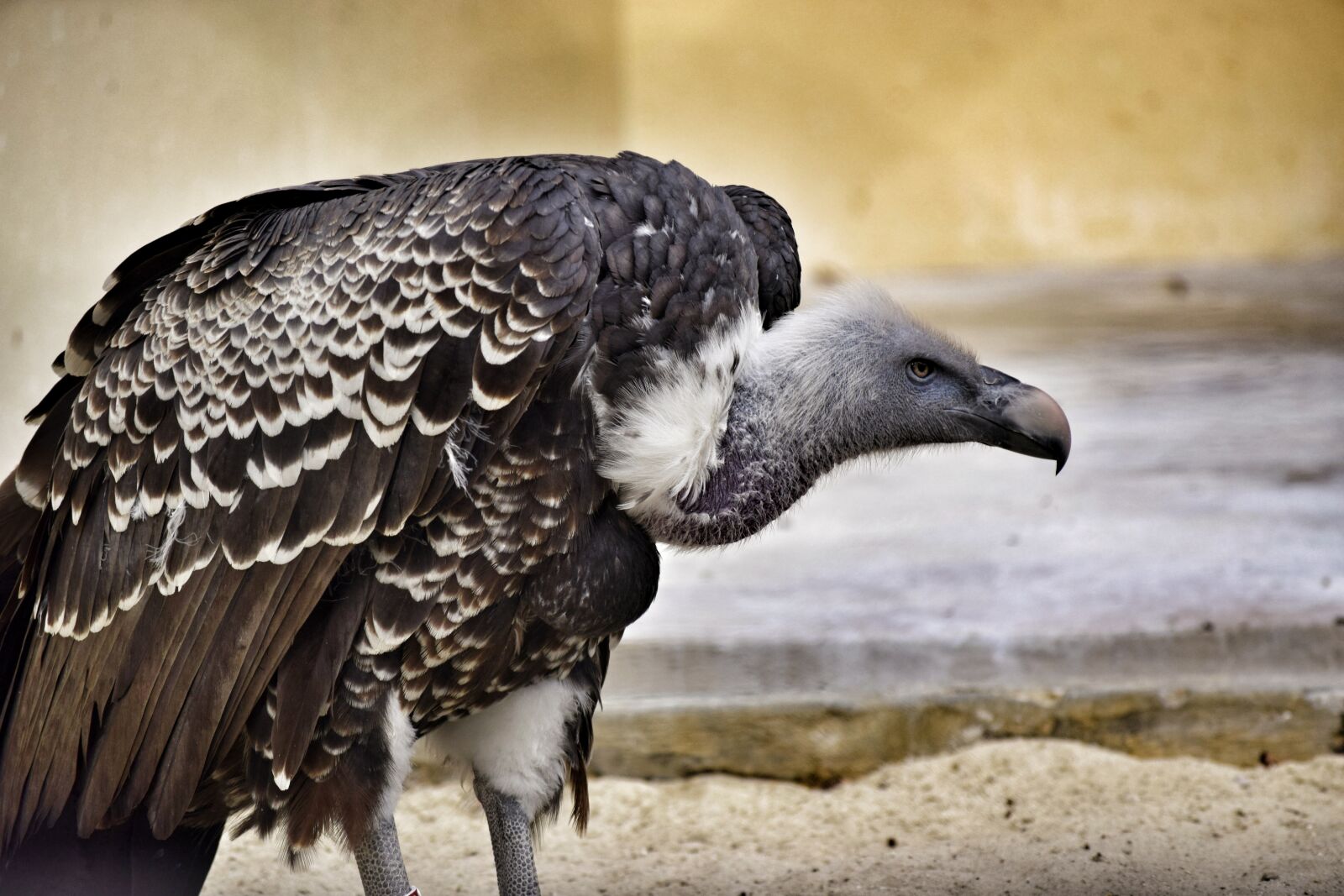 Nikon D3300 sample photo. Vulture, bird, raptor photography