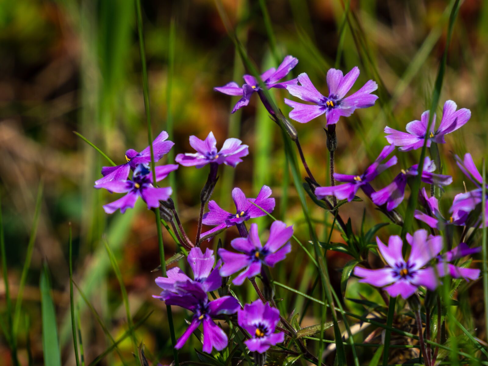 Olympus OM-D E-M10 III sample photo. Flower, spring, meadow photography